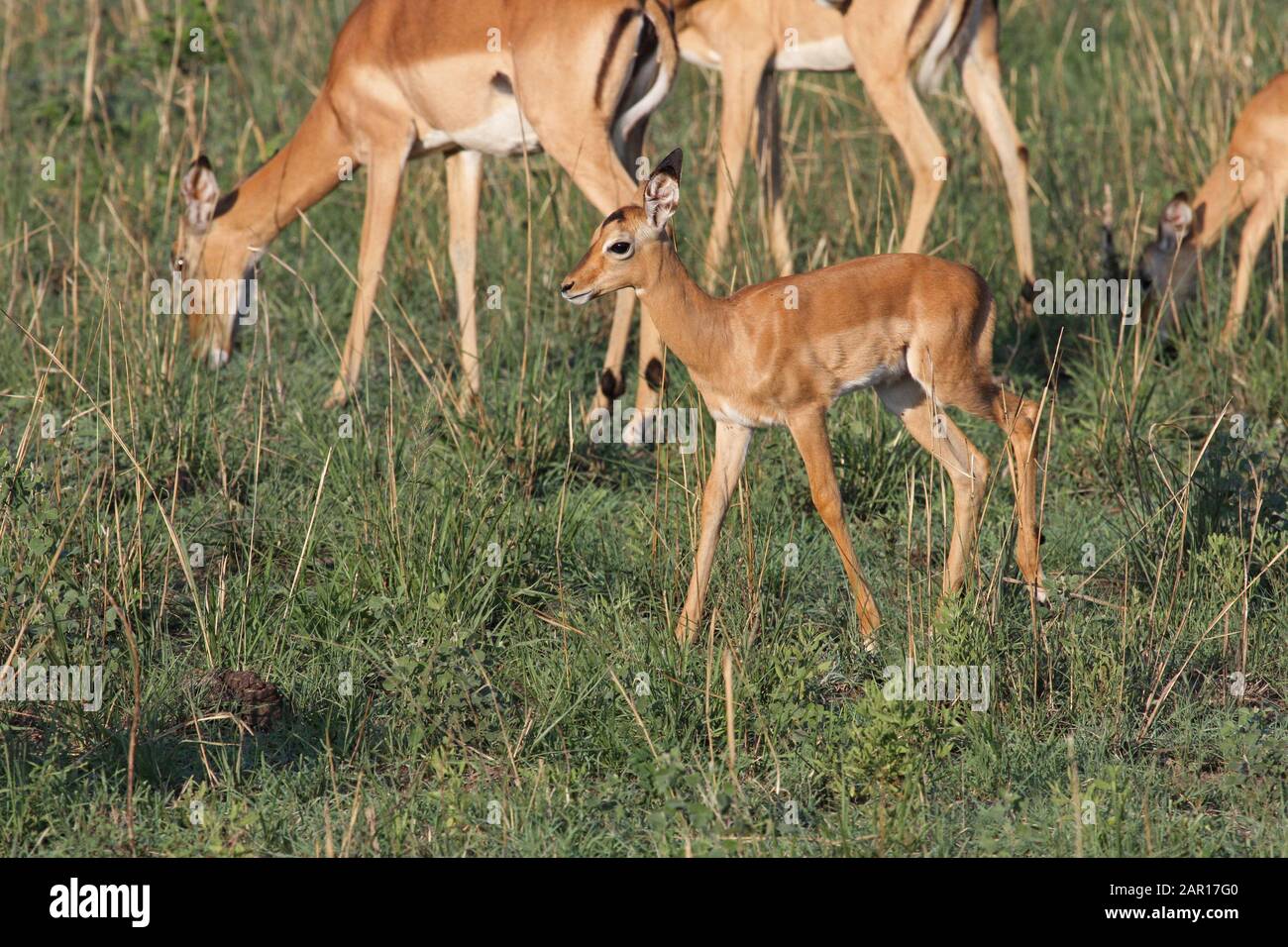 Impala Calf High Resolution Stock Photography and Images - Alamy