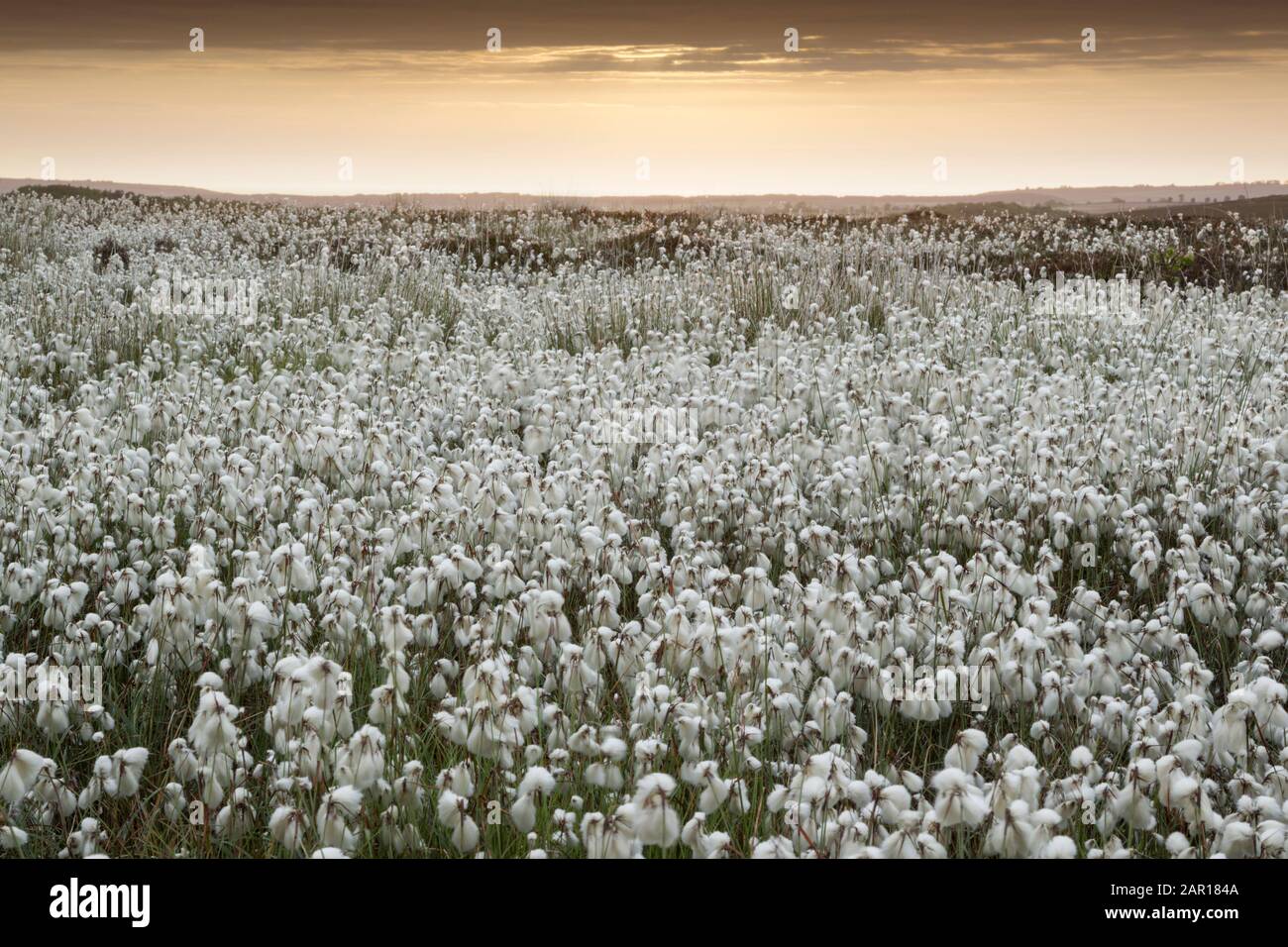 Common cotton-grass or cottonsedge or bog cotton (Eriophorum angustifolium) in full flower on moorland at daybreak.  It grows on peat or acidic soils, Stock Photo