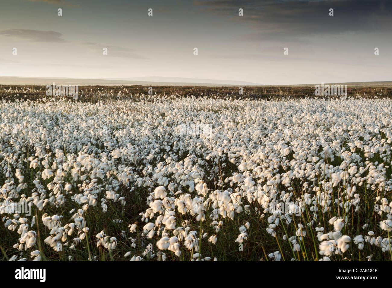 Common cotton-grass or cottonsedge or bog cotton (Eriophorum angustifolium) in full flower on moorland.  It grows on peat or acidic soils, in open wet Stock Photo