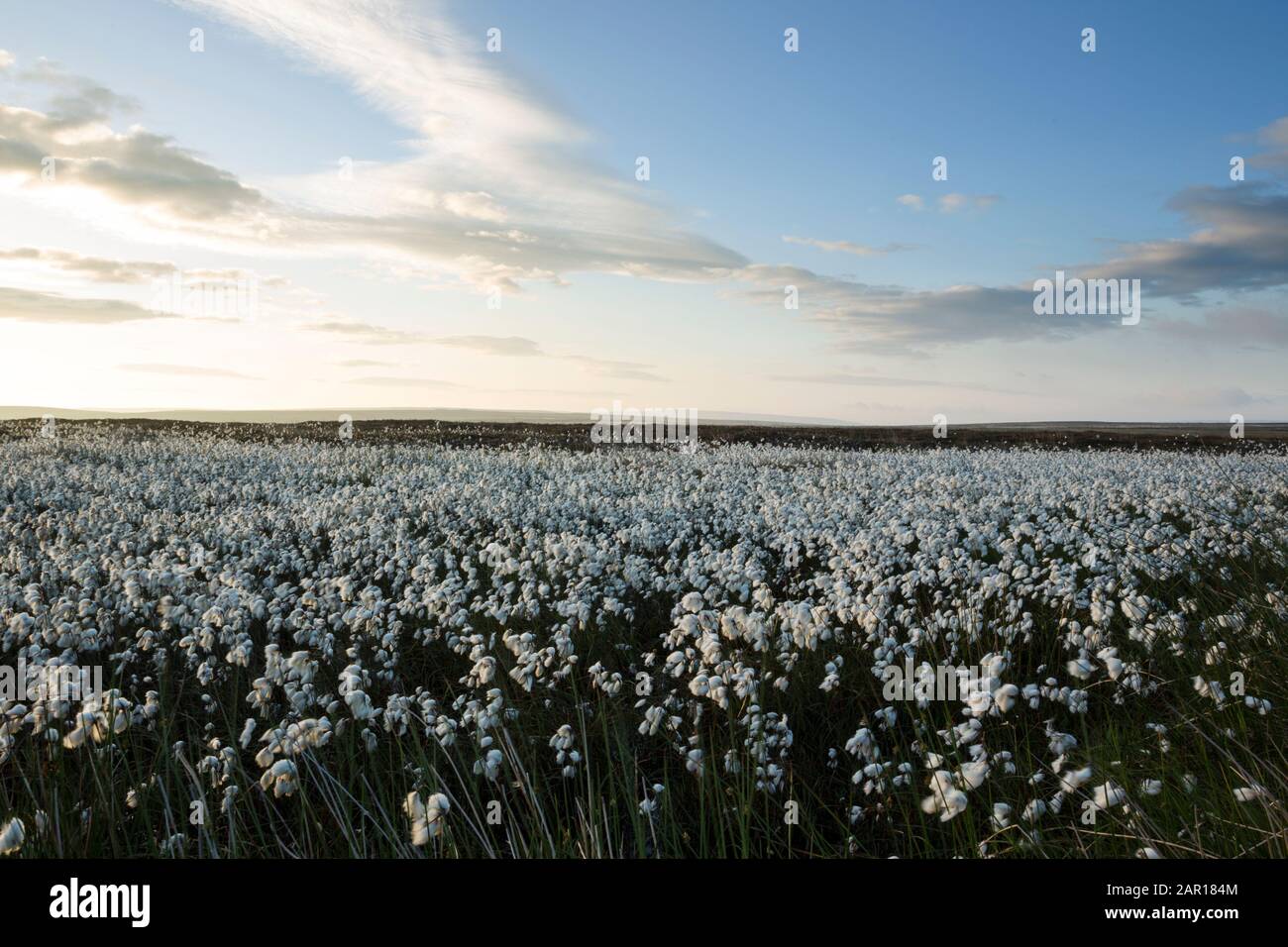 Common cotton-grass or cottonsedge or bog cotton (Eriophorum angustifolium) in full flower on moorland.  It grows on peat or acidic soils, in open wet Stock Photo