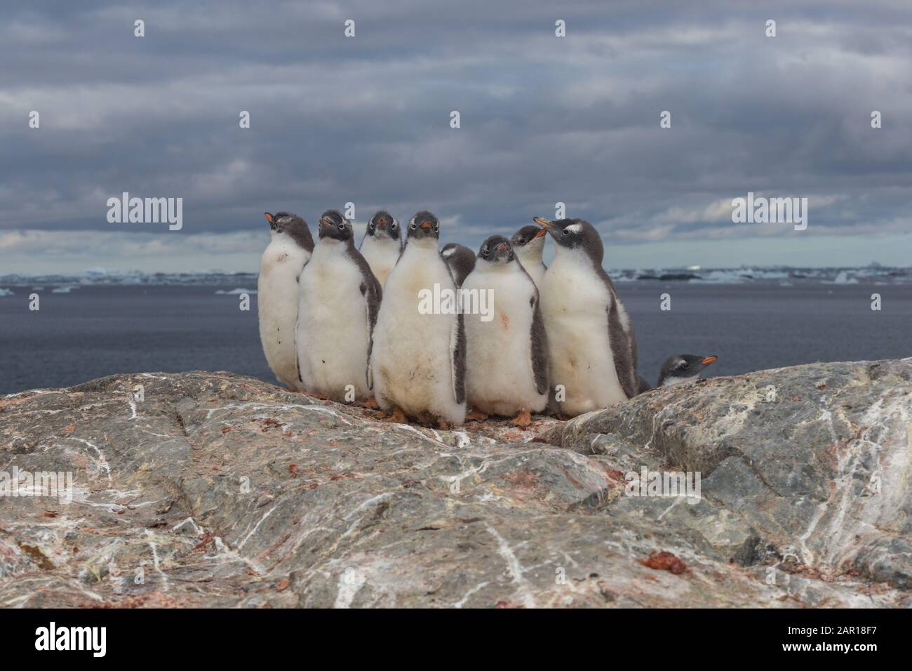 Antarctica Penguins Close Up High Resolution Stock Photography and