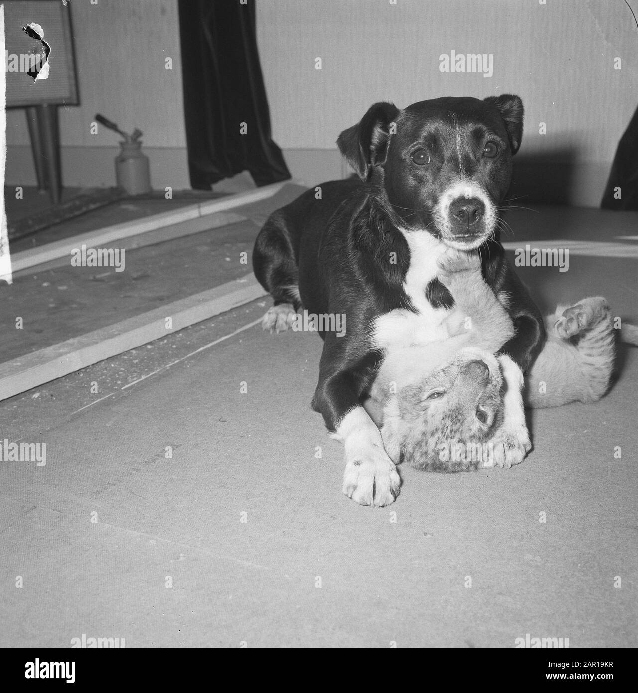 Dog of family Walbeek Hertha takes care of three weeks old lion, Hertha and the lion Date: May 20, 1965 Keywords: families, dogs, lions Stock Photo