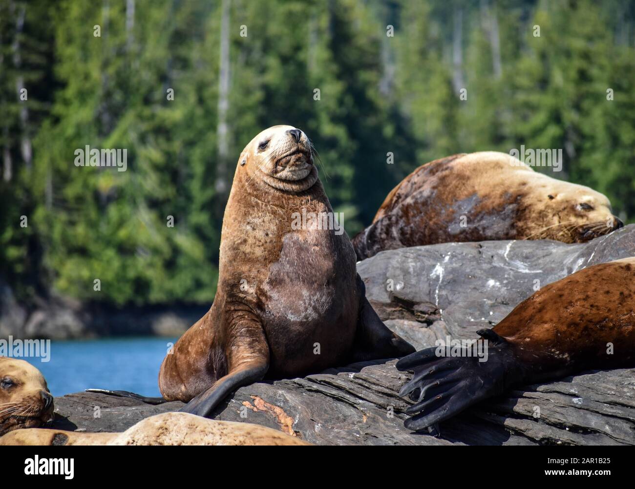 Large sea lions in Alaska Stock Photo