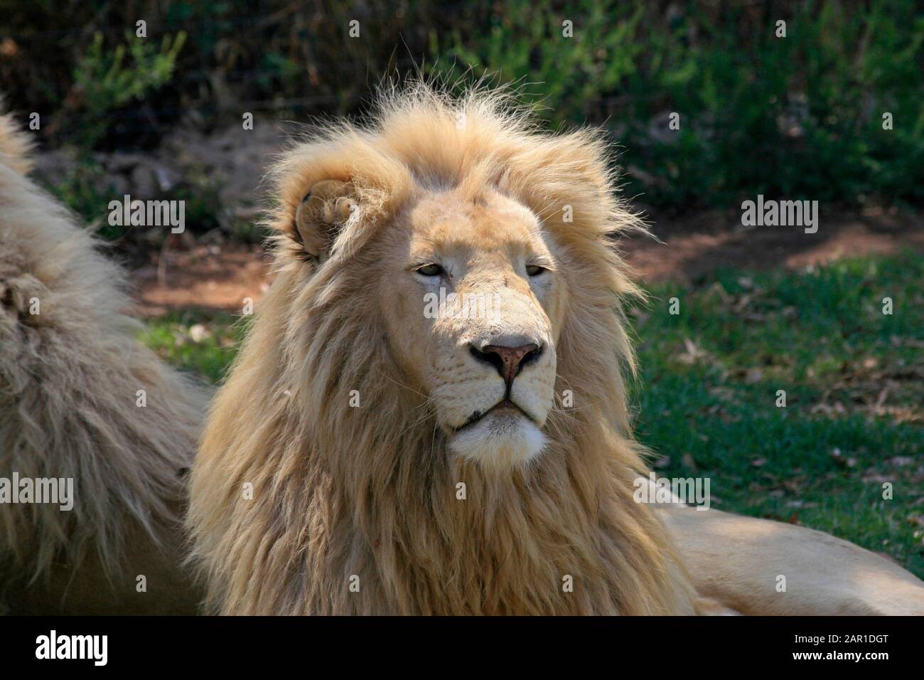 South africa and gauteng lions hi-res stock photography and images - Alamy