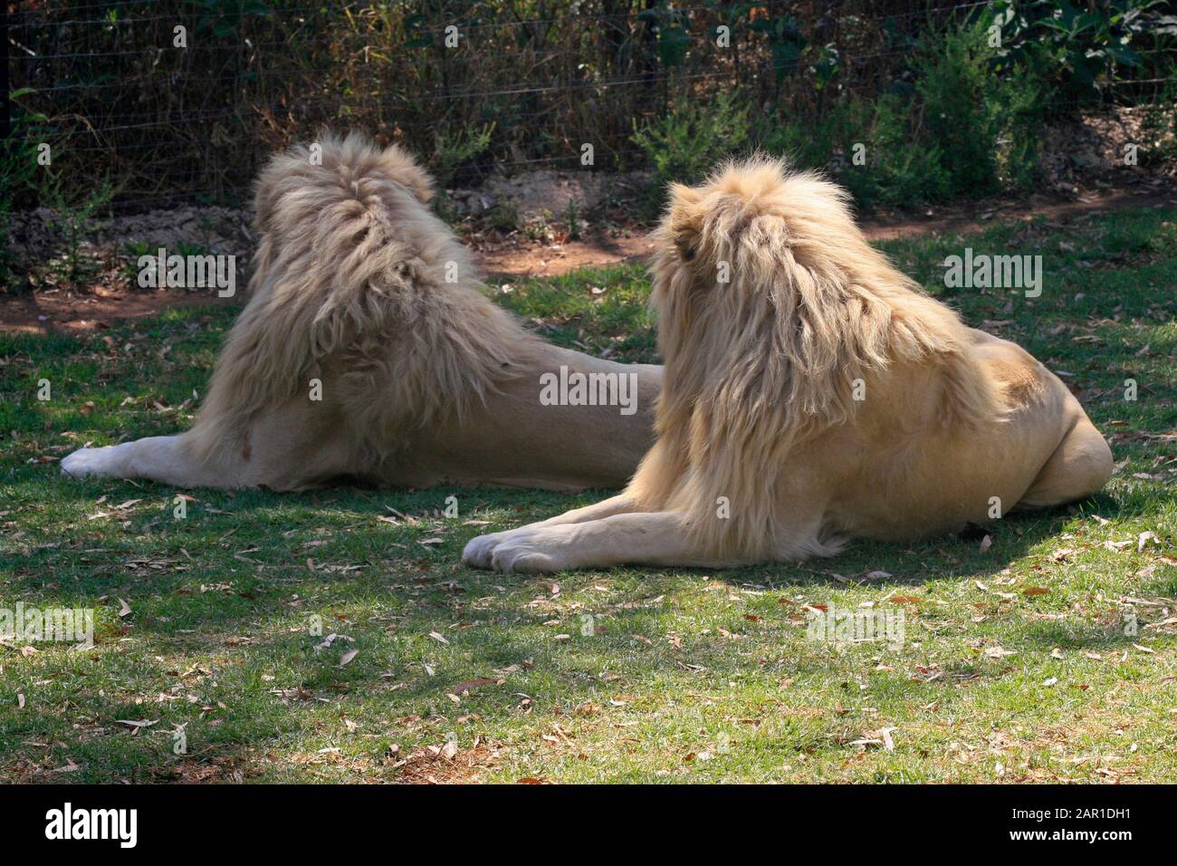South africa and gauteng lions hi-res stock photography and images - Alamy