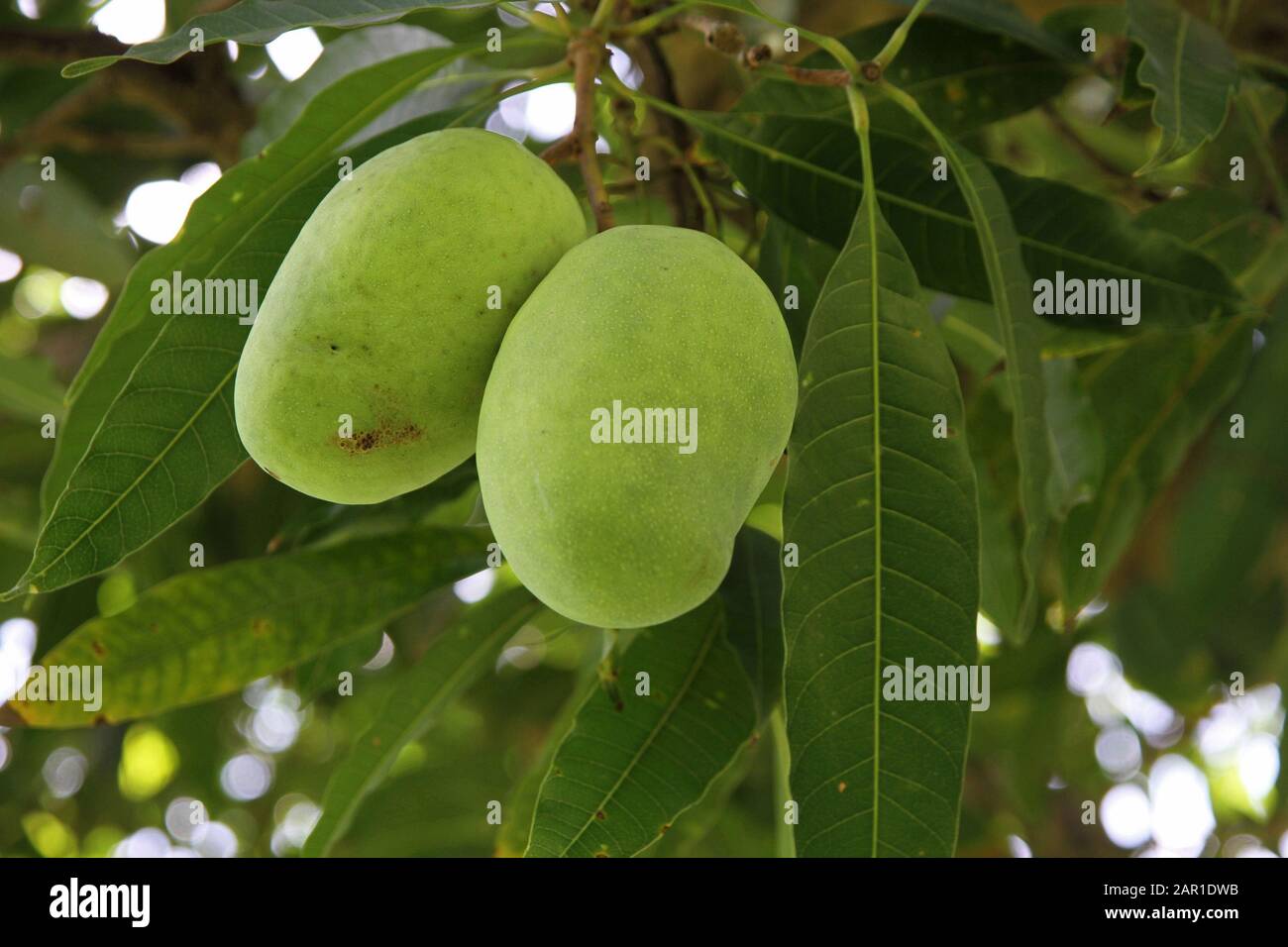 Fresh unripe mangoes growing on tree at Sanbonani Resort, Hotel & Spa