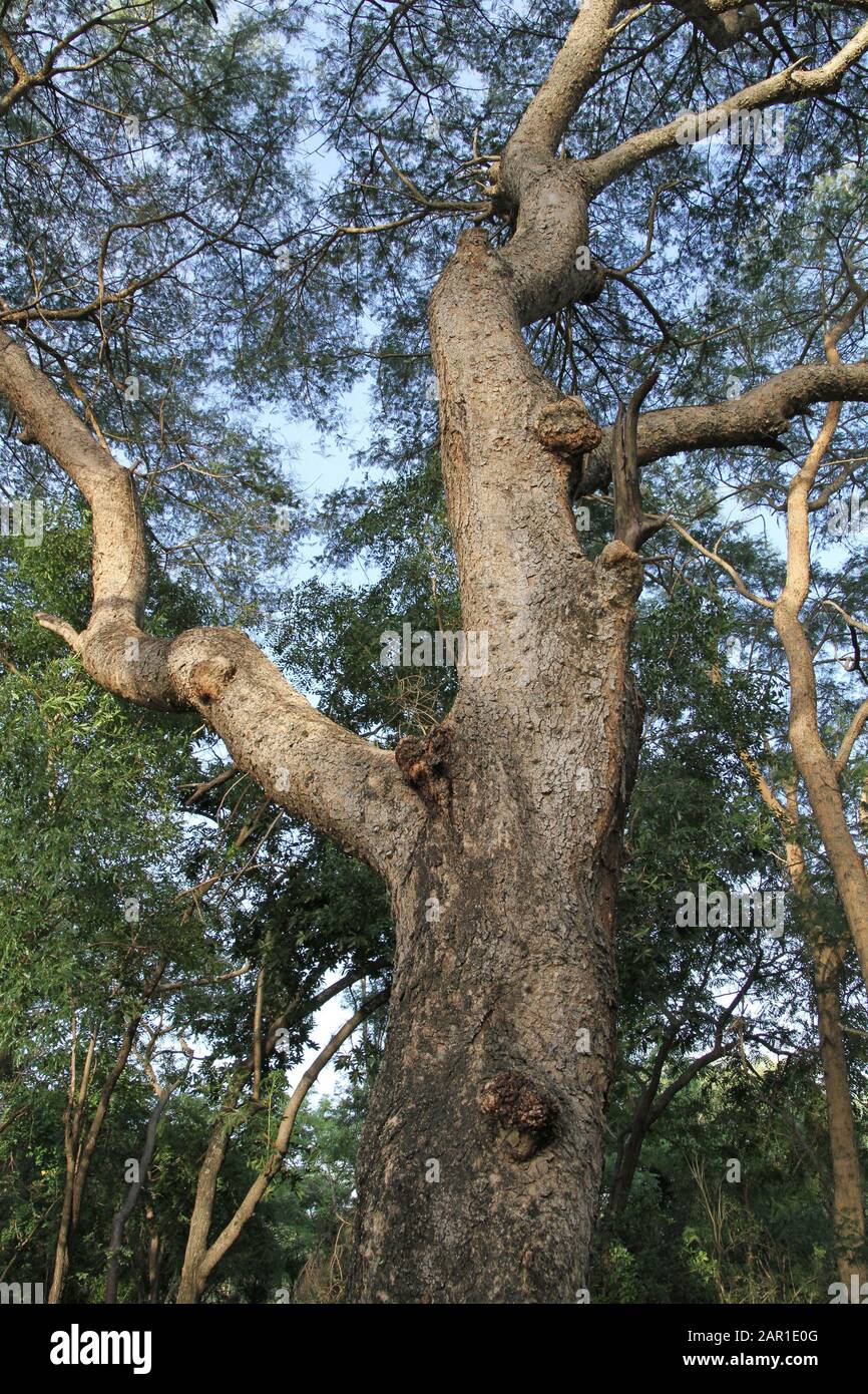 Paperback thorn acacia tree on lawn at Sanbonani Resort, Hotel & Spa, Hazyview, Sabie River, Kruger National Park, Mpumalanga, South Africa. Stock Photo