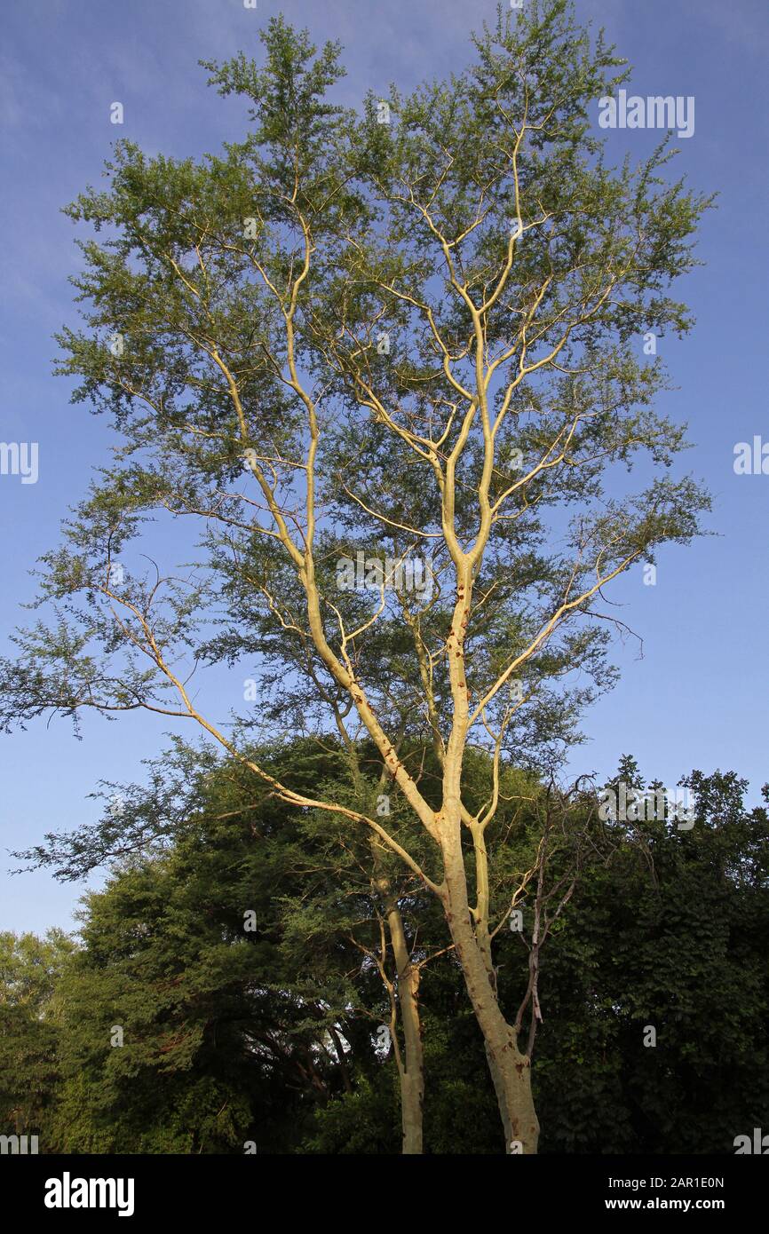 Fever Tree Acacia Xanthoploea Sanbonani Resort Hotel Spa Hazyview Sabie River Kruger National Park Mpumalanga South Africa Stock Photo Alamy Fever Tree Acacia Xanthoploea Sanbonani Resort Hotel Spa Hazyview Sabie River Kruger National Park Mpumalanga South Africa Stock Photo Alamy