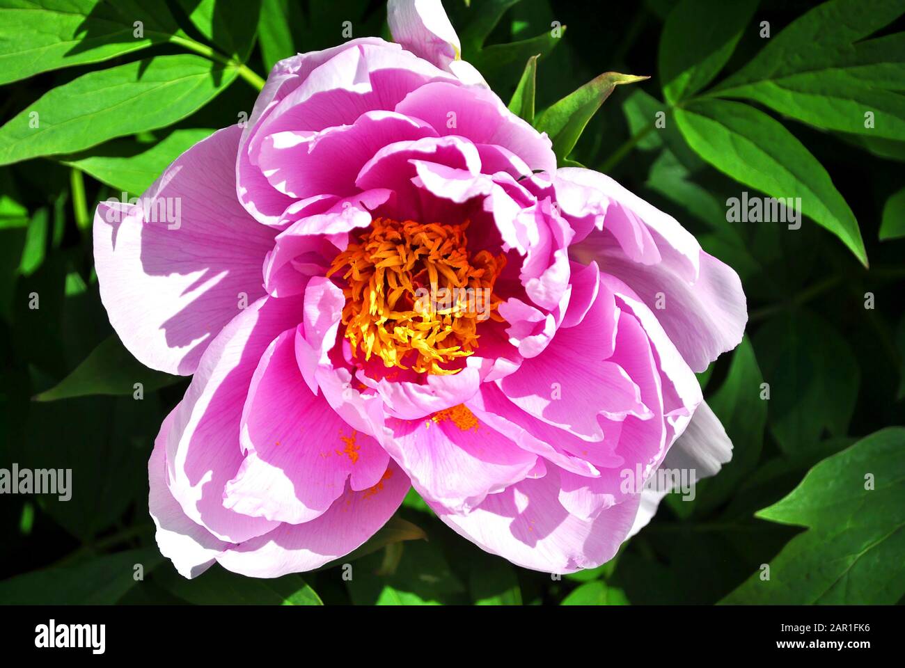 Bright pink peony flower, close up detail, soft green blurry leaves background Stock Photo