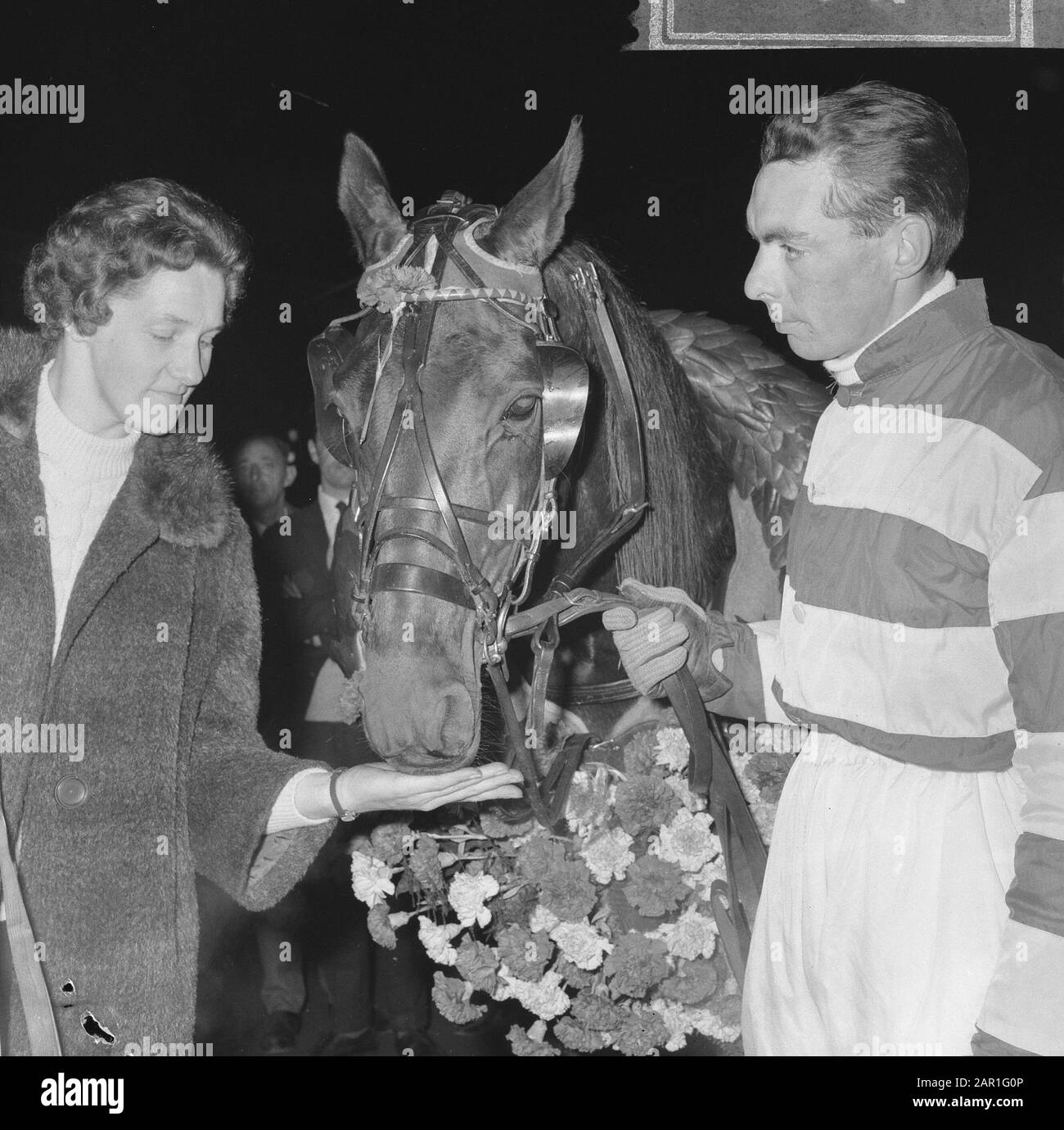 Horse Quicksilver S. while it is honoured at the Hilversum racecourse  Jan Wagenaar jr. and wife at the horse Date: 19 October 1965 Location: Hilversum, Noord-Holland Keywords: tributions, horses, equestrian person name: Wagenaar jr., Jan Stock Photo