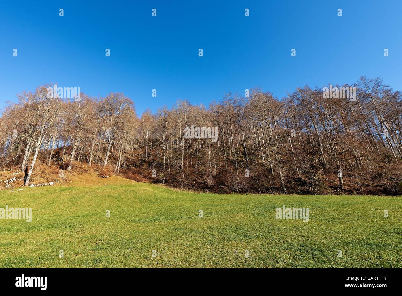 Deciduous forest with green grass on a clear blue sky in autumn