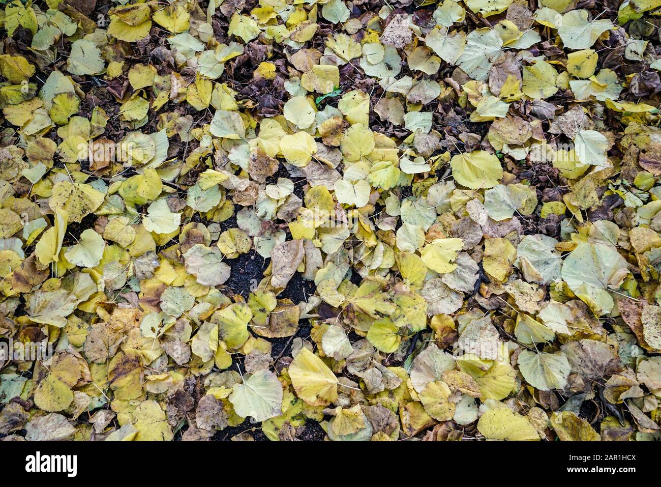Dried Leaves On Ground High Resolution Stock Photography and Images - Alamy