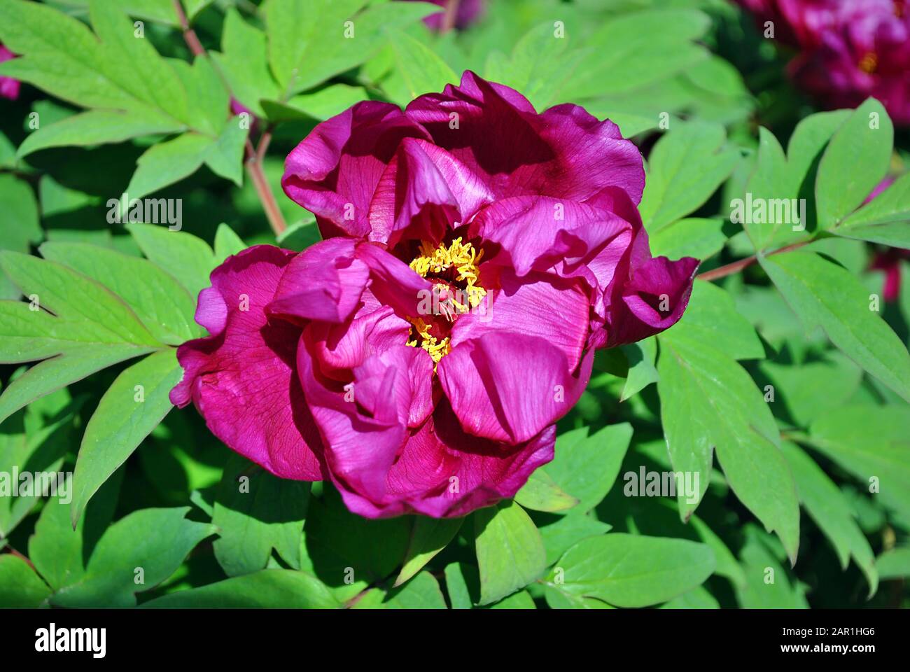 Bright purple peony flowers, close up detail, soft green blurry leaves background Stock Photo