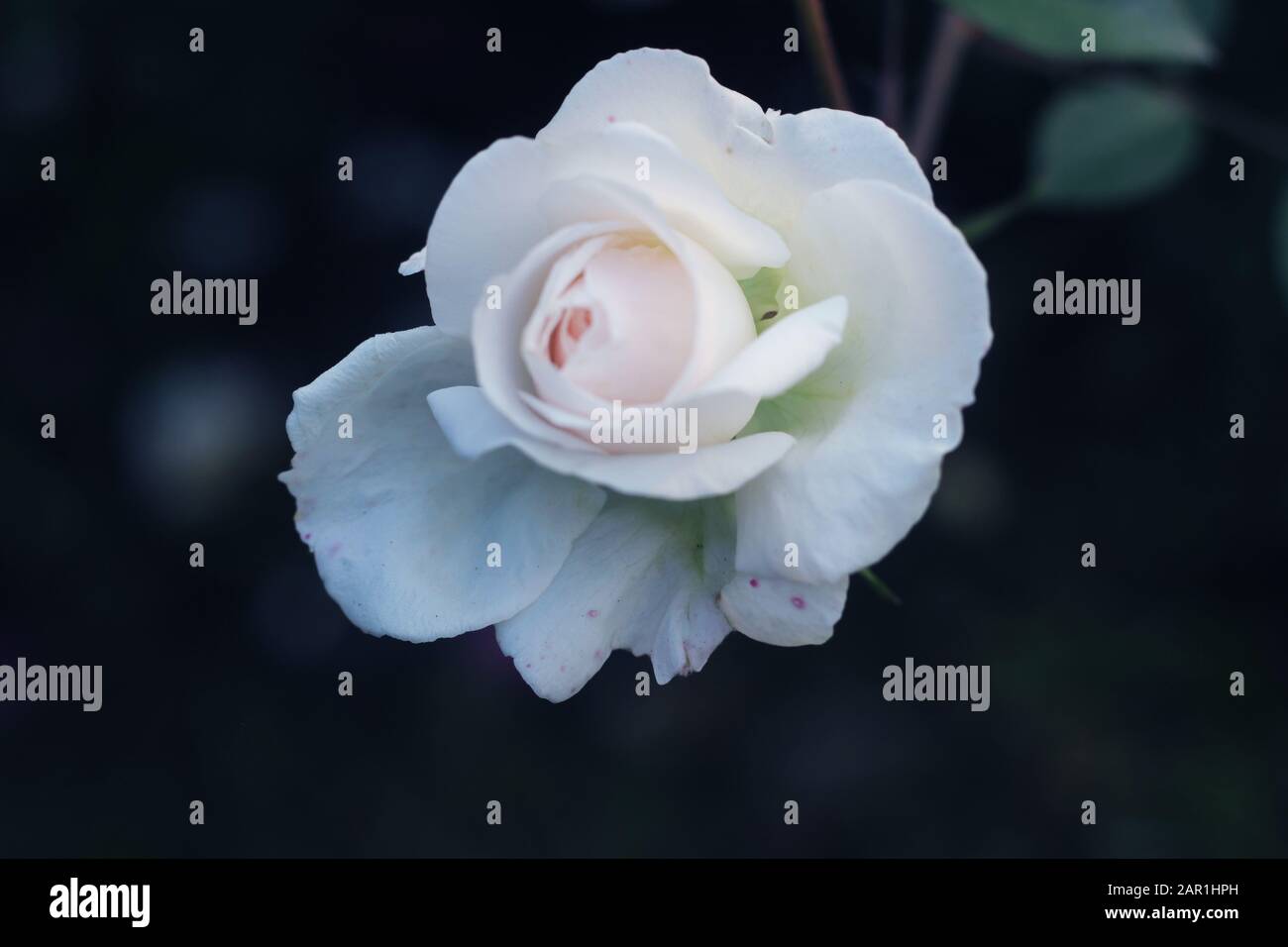Hybrid tea rose. white Hybrid tea rose isolated.Hybrid tea is an informal horticultural classification for a group of garden roses. Stock Photo