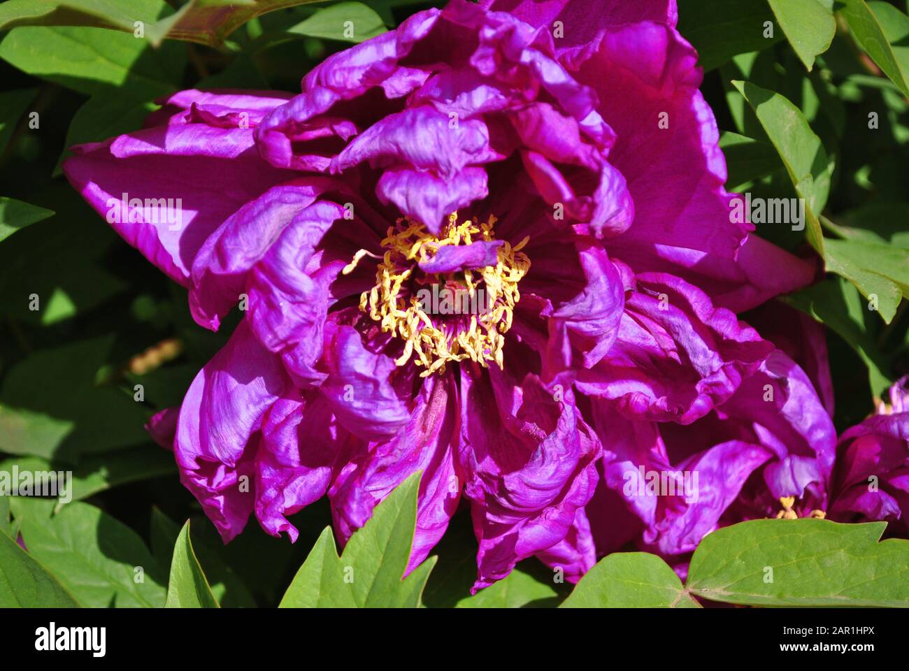 Bright purple peony flowers, close up detail, soft green blurry leaves background Stock Photo