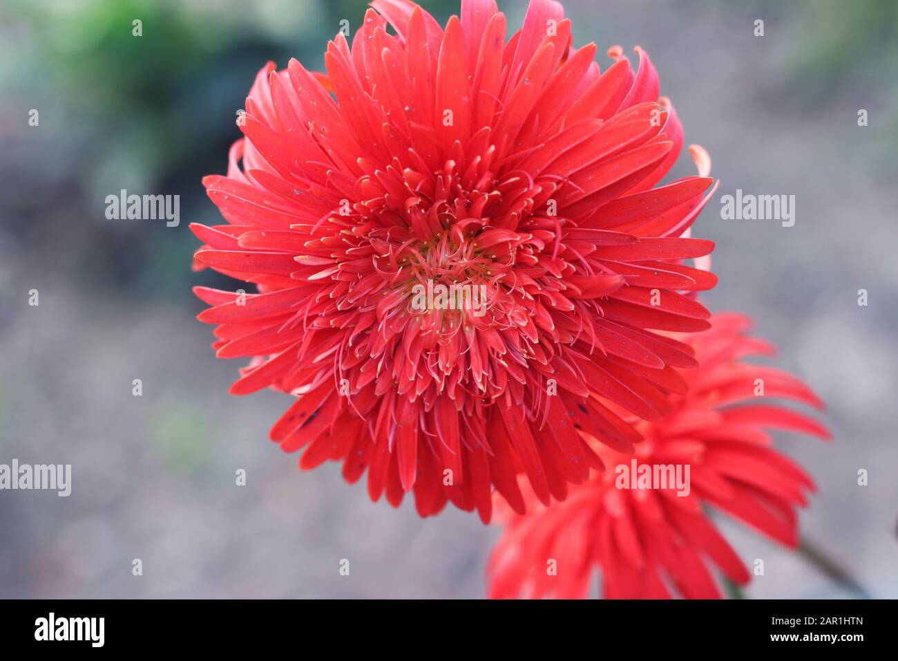 Dahlia Cactus flower. Hybrid Dahlia Engelhardt's Jubilee. Red Semi-Cactus Dahlia flower. Its a kind of cactus dahlia, spider dahlia blossom in Rose, s Stock Photo