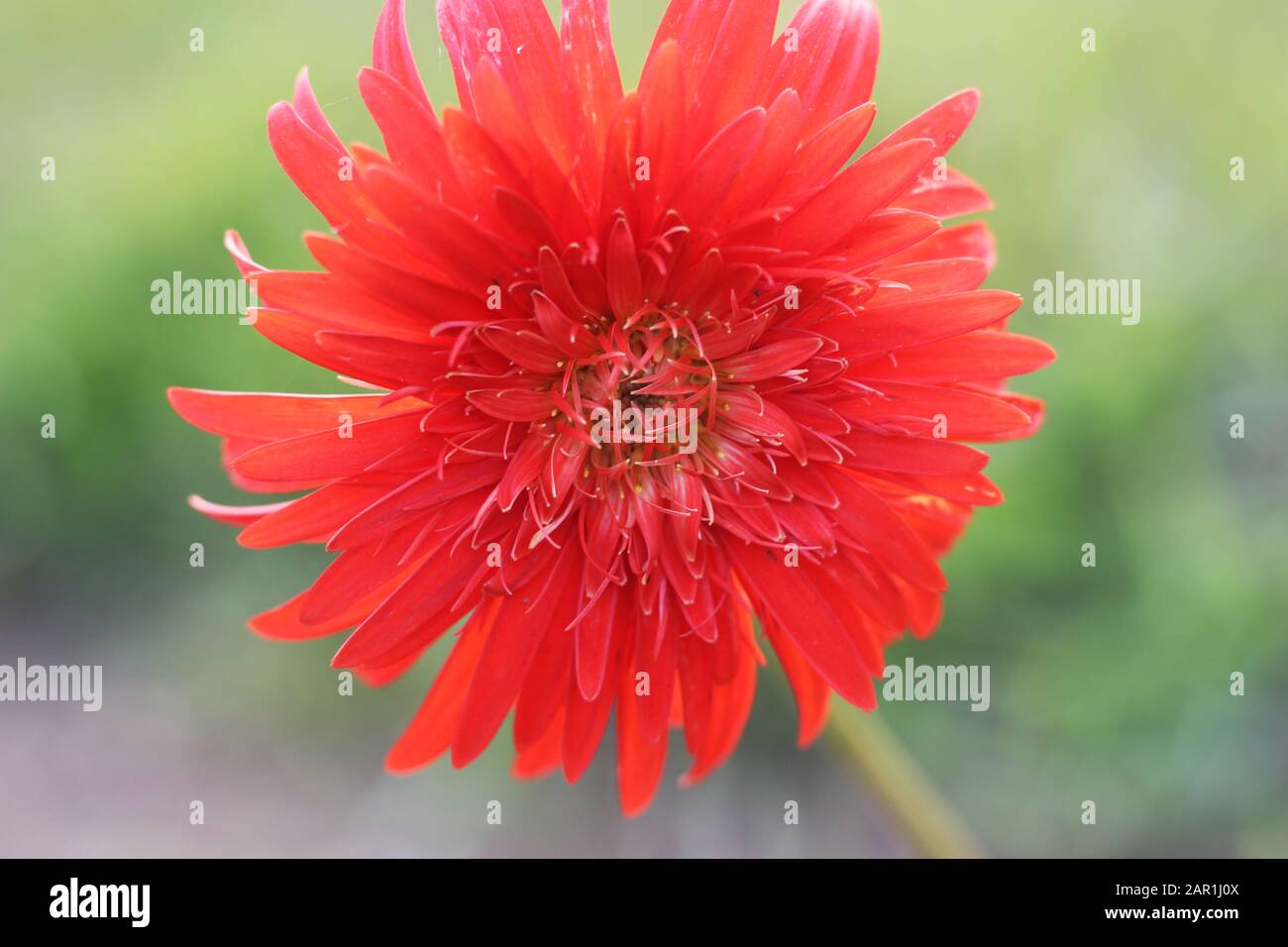 Dahlia Cactus flower. Hybrid Dahlia Engelhardt's Jubilee. Red Semi-Cactus Dahlia flower. Its a kind of cactus dahlia, spider dahlia blossom in Rose, s Stock Photo