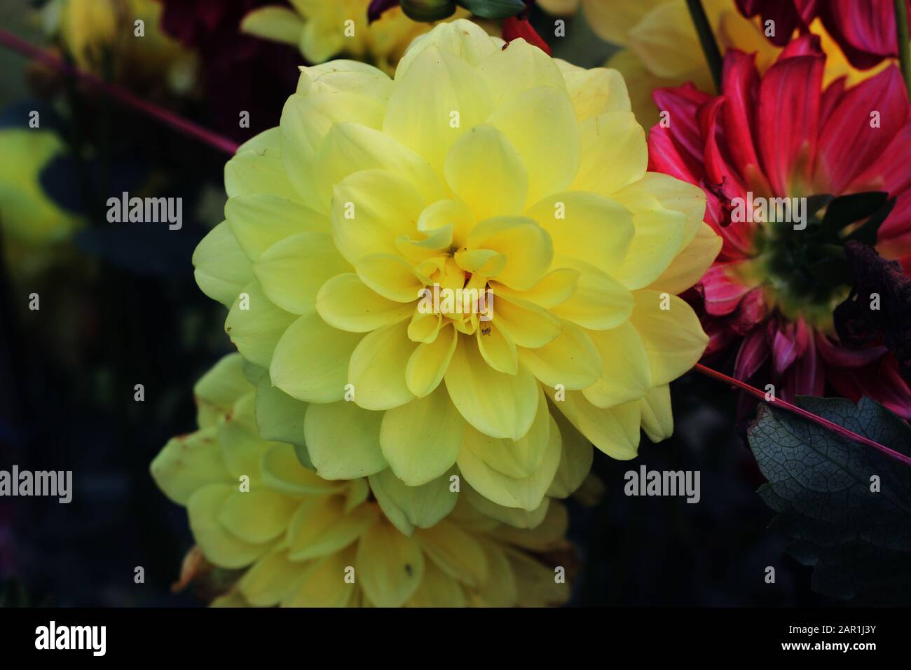 Pompon chrysanthemum hires stock photography and images Alamy