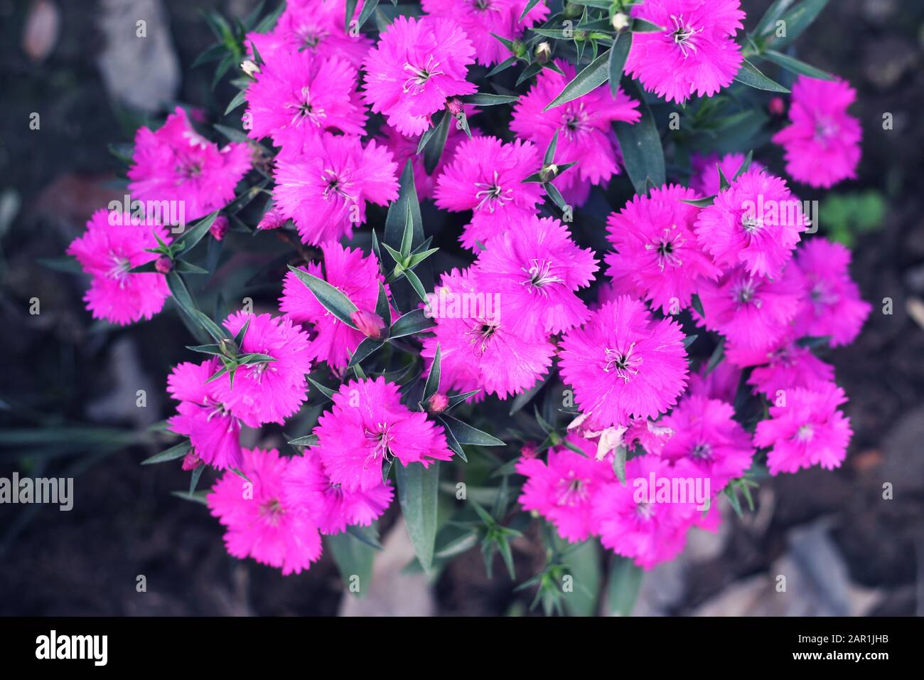 pink and white blooming gillyflower carnation flowers.gillyflower is the carnation or a similar plant of the genus Dianthus.Bright red wild Dianthus b Stock Photo