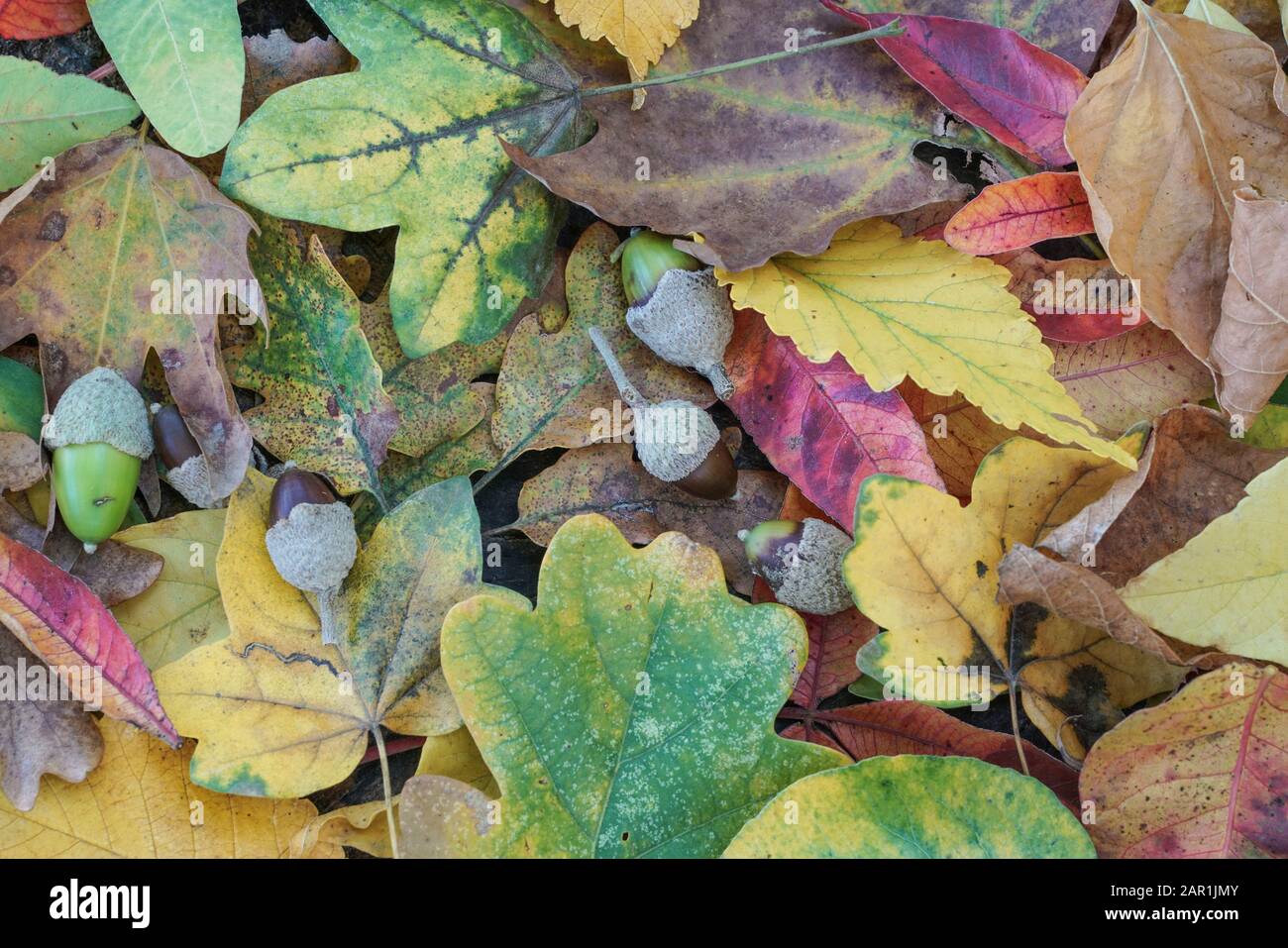Colorful dried autumn leaves as a background Stock Photo - Alamy