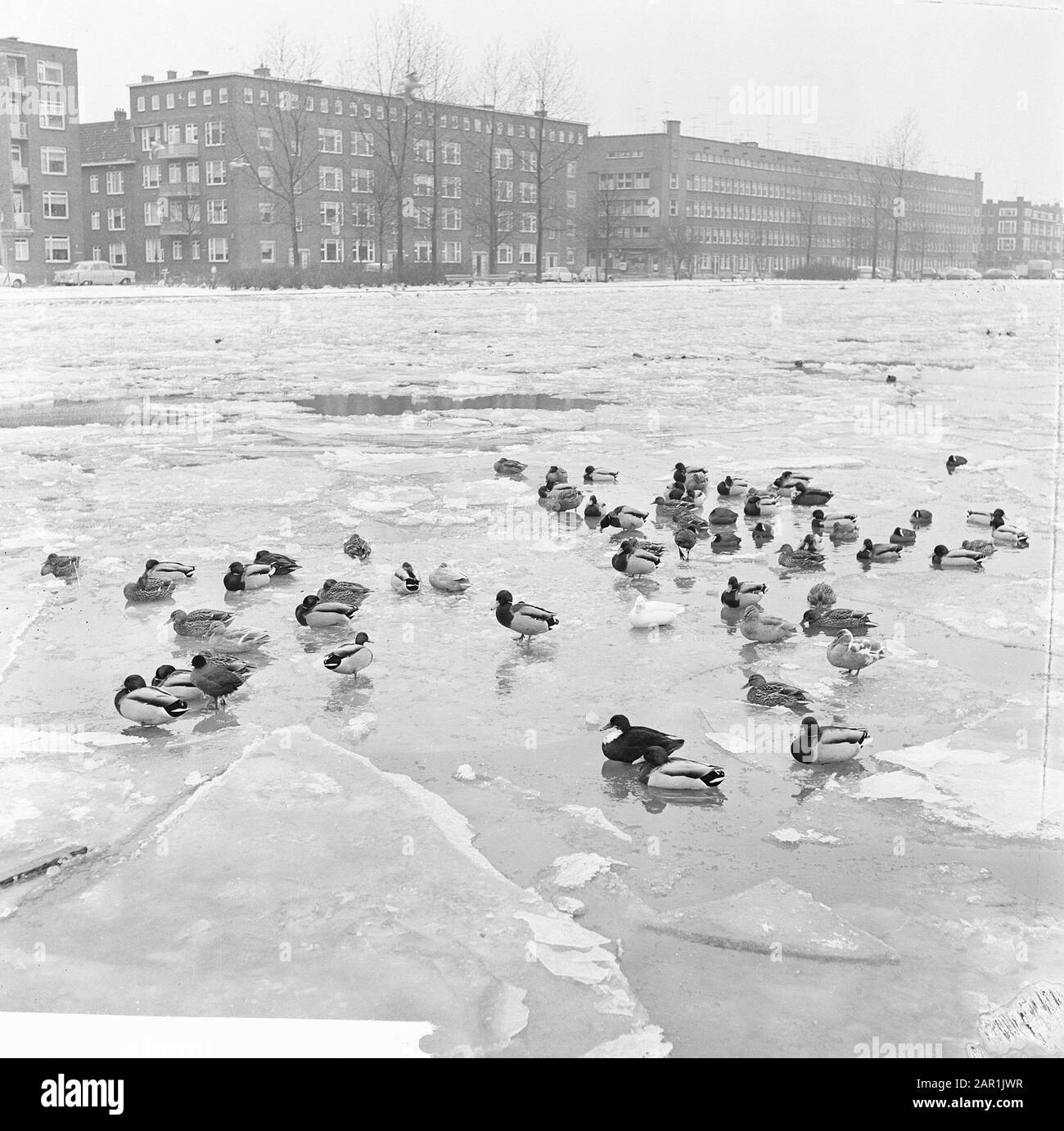 Ducks Op De Schie There Singels In Rotterdam Frozen Are Date 21 January 1966 Location Rotterdam Zuid Holland Keywords Duck Stock Photo Alamy