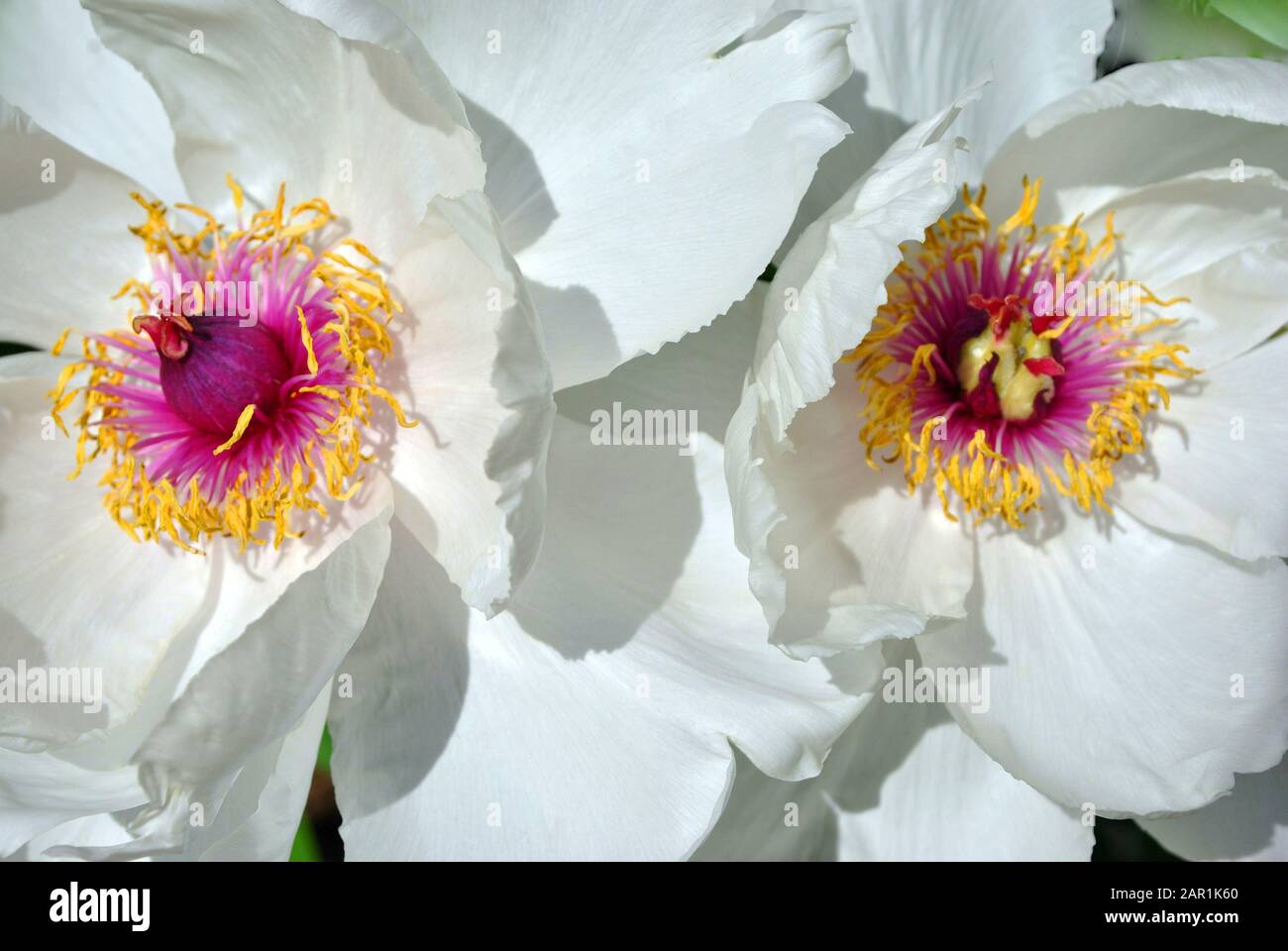 Couple white peony flowers, close up detail of pink and yellow pestle, soft background Stock Photo