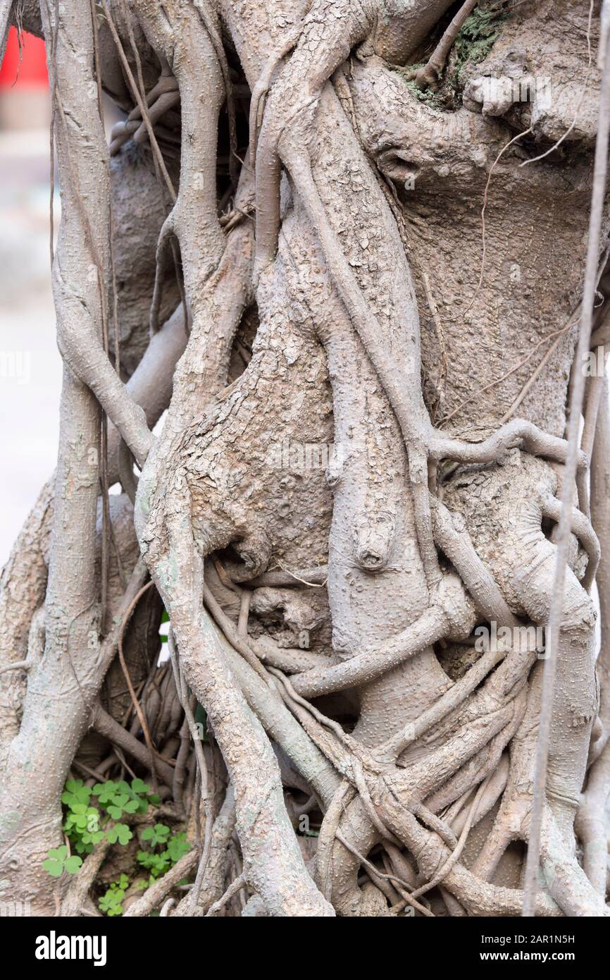 Details of the trunk of a bonsai, Vietnam Stock Photo Alamy