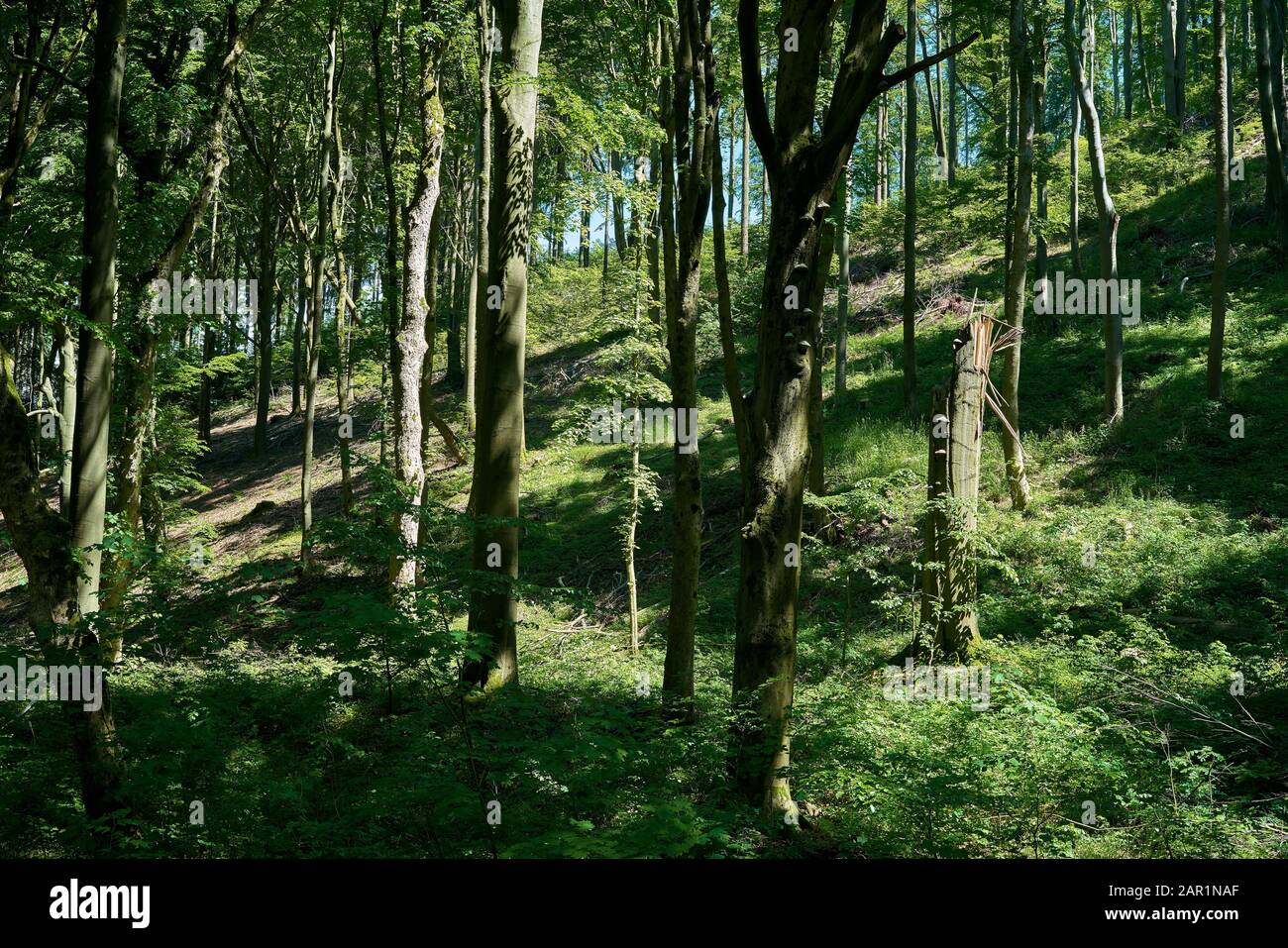 Natural forest with beeches near Friedrichsroda in Thuringia in Germany Stock Photo