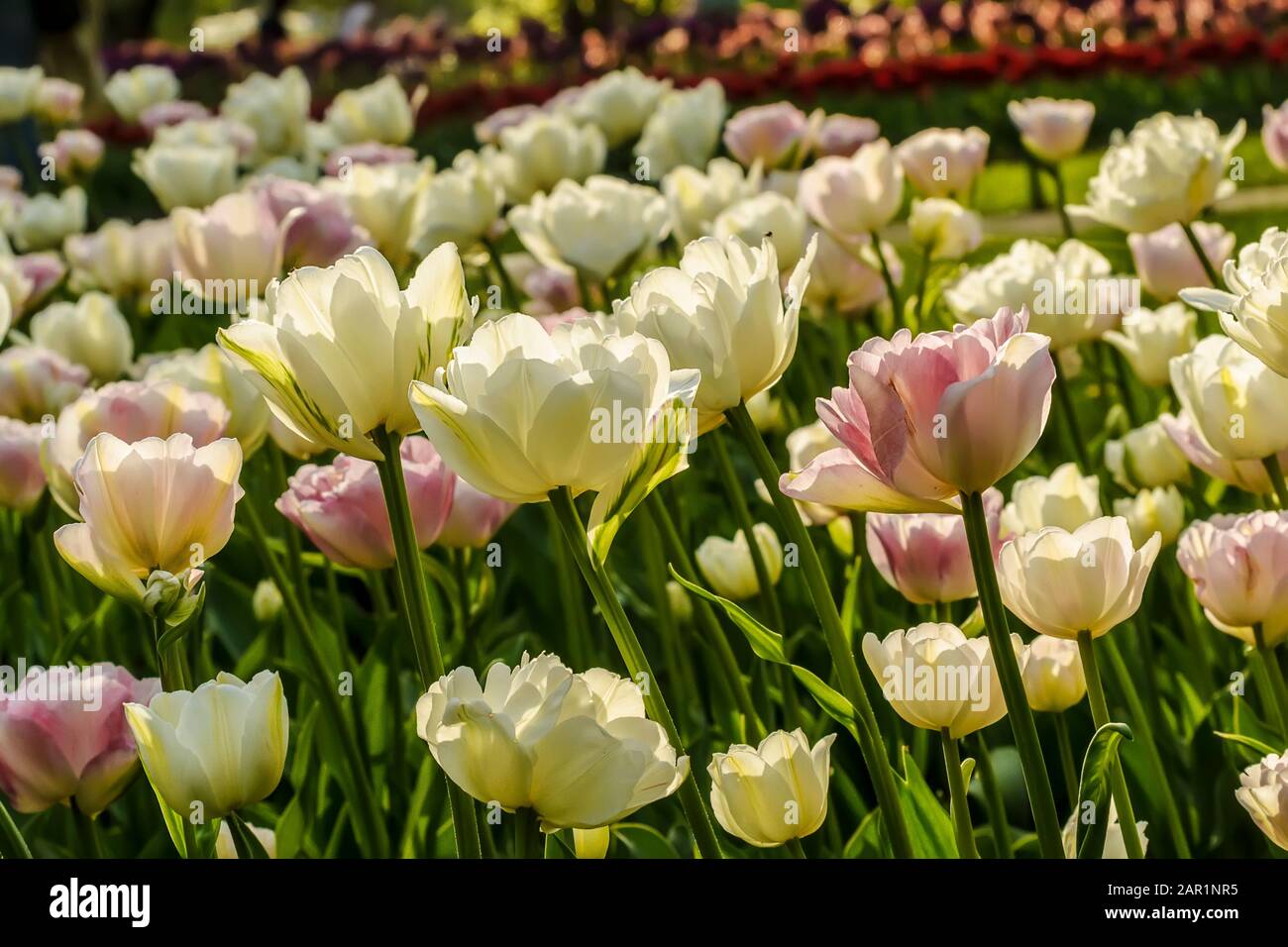 Tulip festival in St. Petersburg in the public Park on Elagin island in