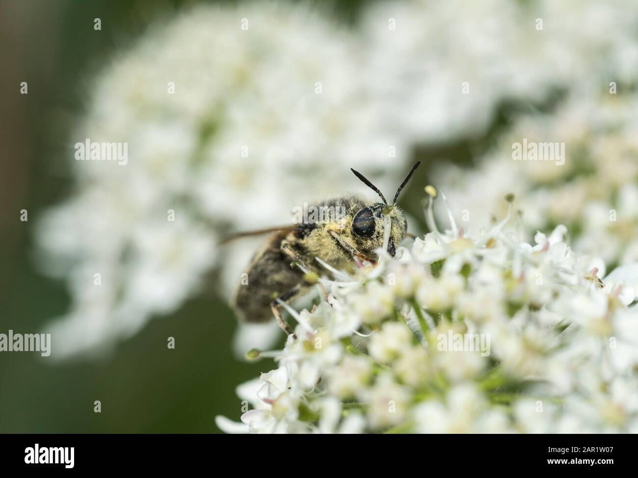 Soldierfly, Flecked General (Stratiomys singularior) foraging Stock Photo