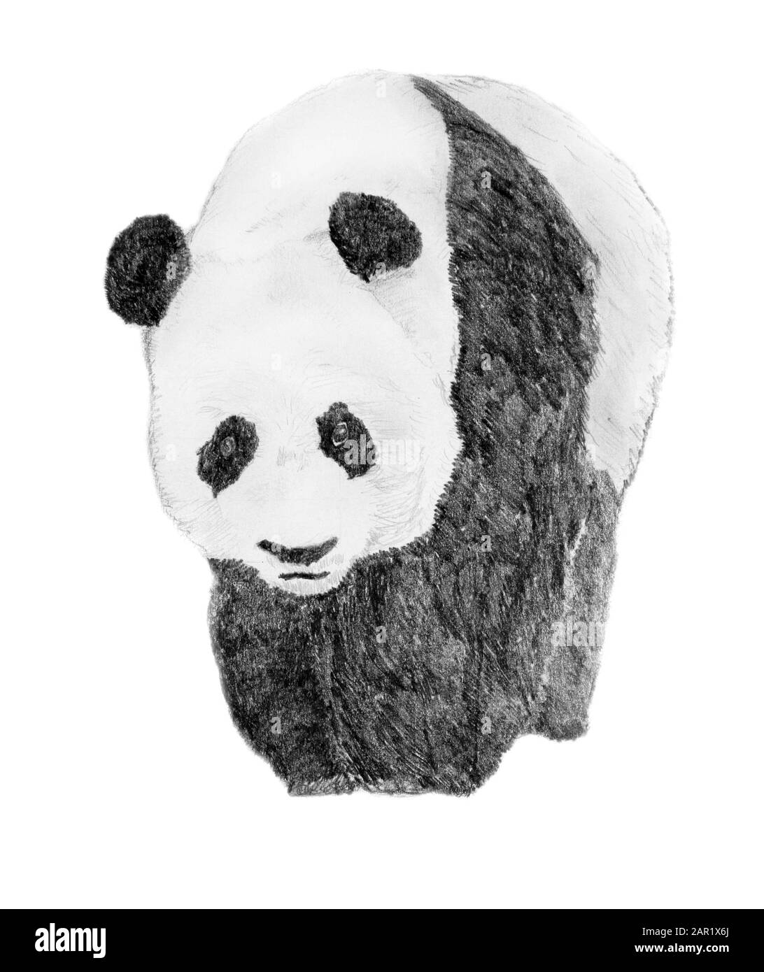 A drawing of a panda bear Stock Photo