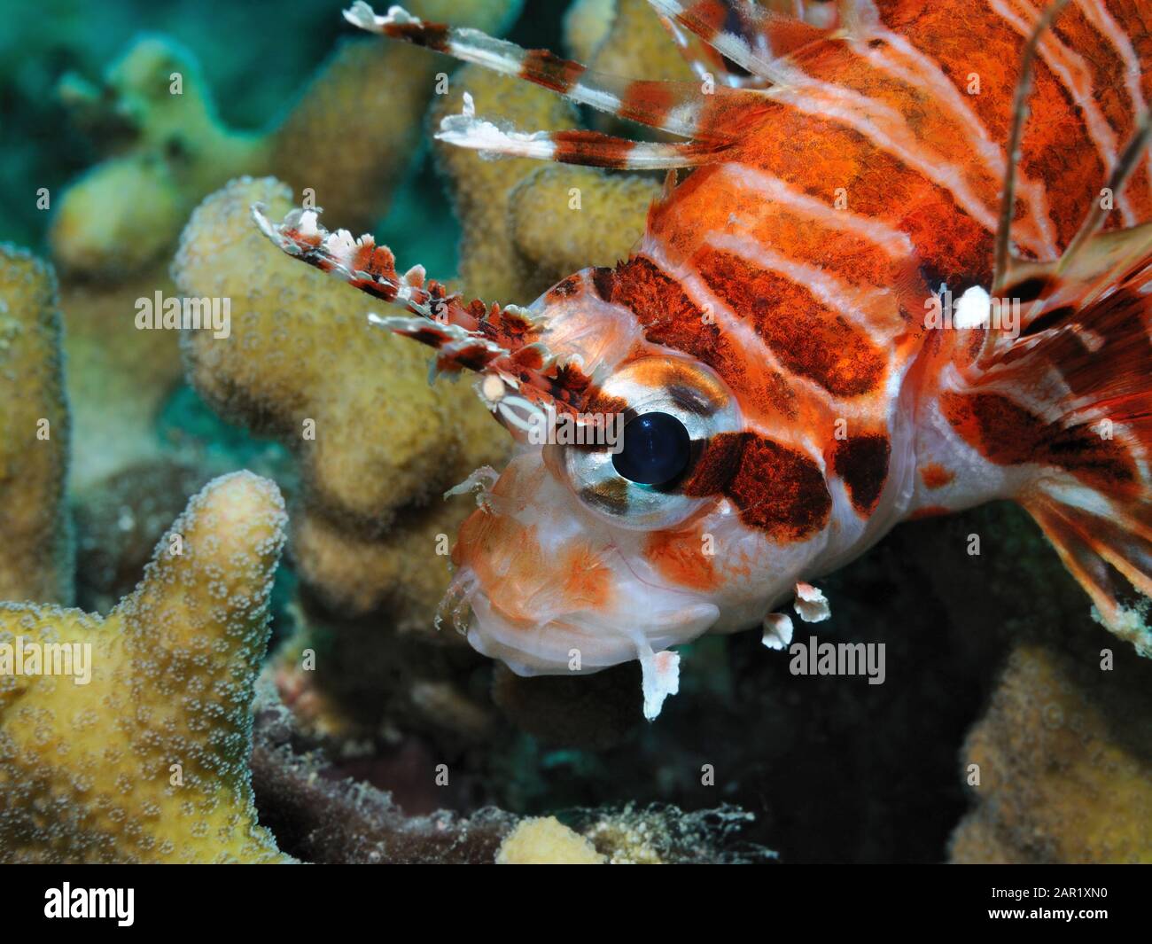 Lionfish is hiding in corals, Panglao, Philippines Stock Photo