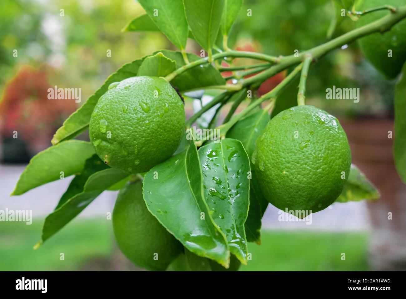 green lemons with rain drops, hanging on tree Stock Photo