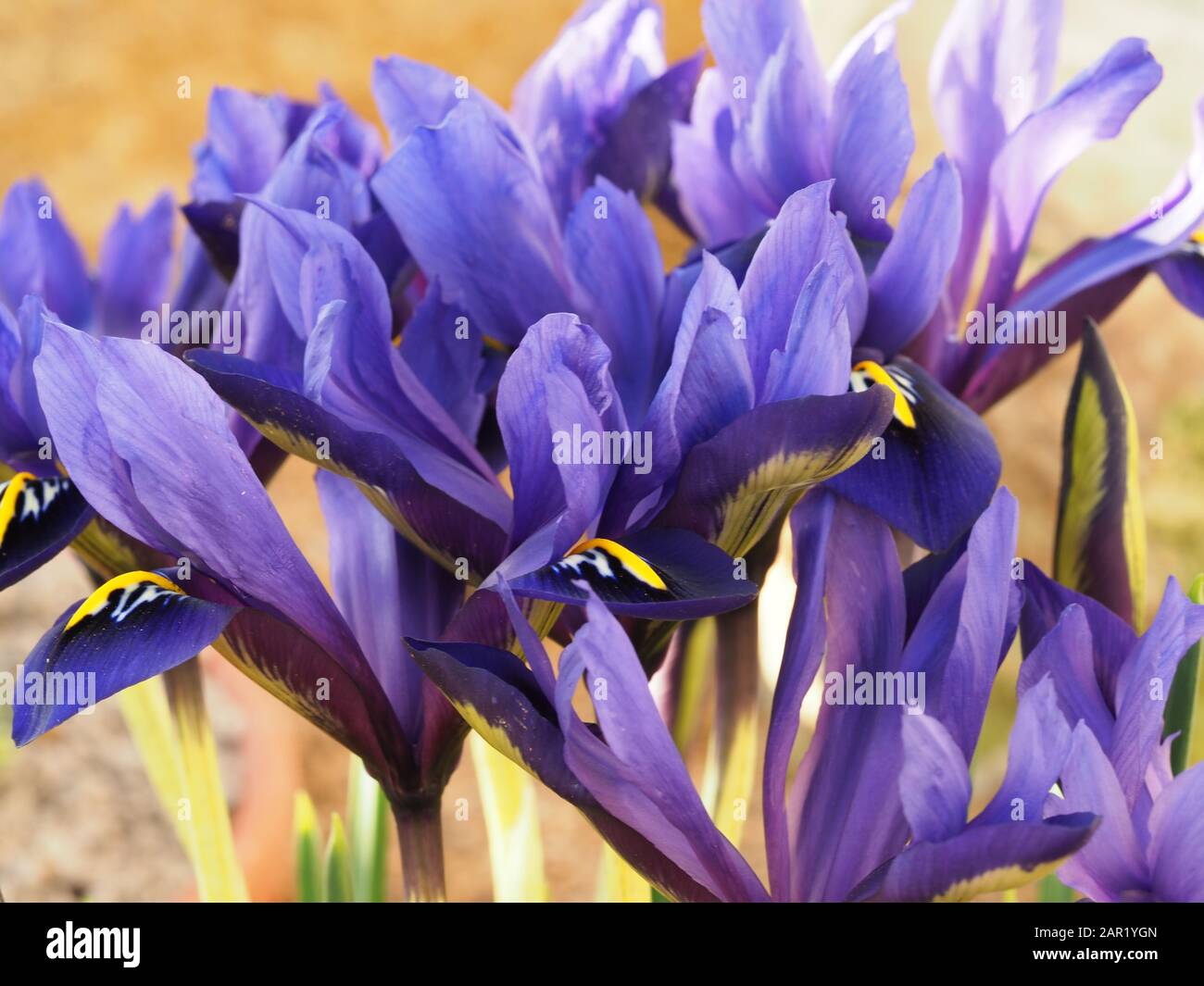 Closeup of beautiful miniature purple iris flowers, Iris histrioides variety Palm Springs Stock Photo