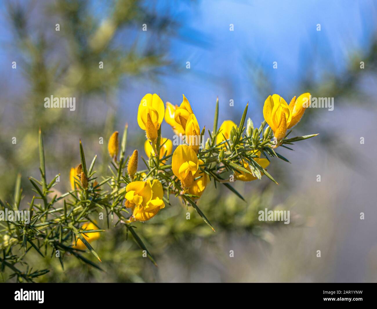 Yellow flowers new zealand native hires stock photography and images