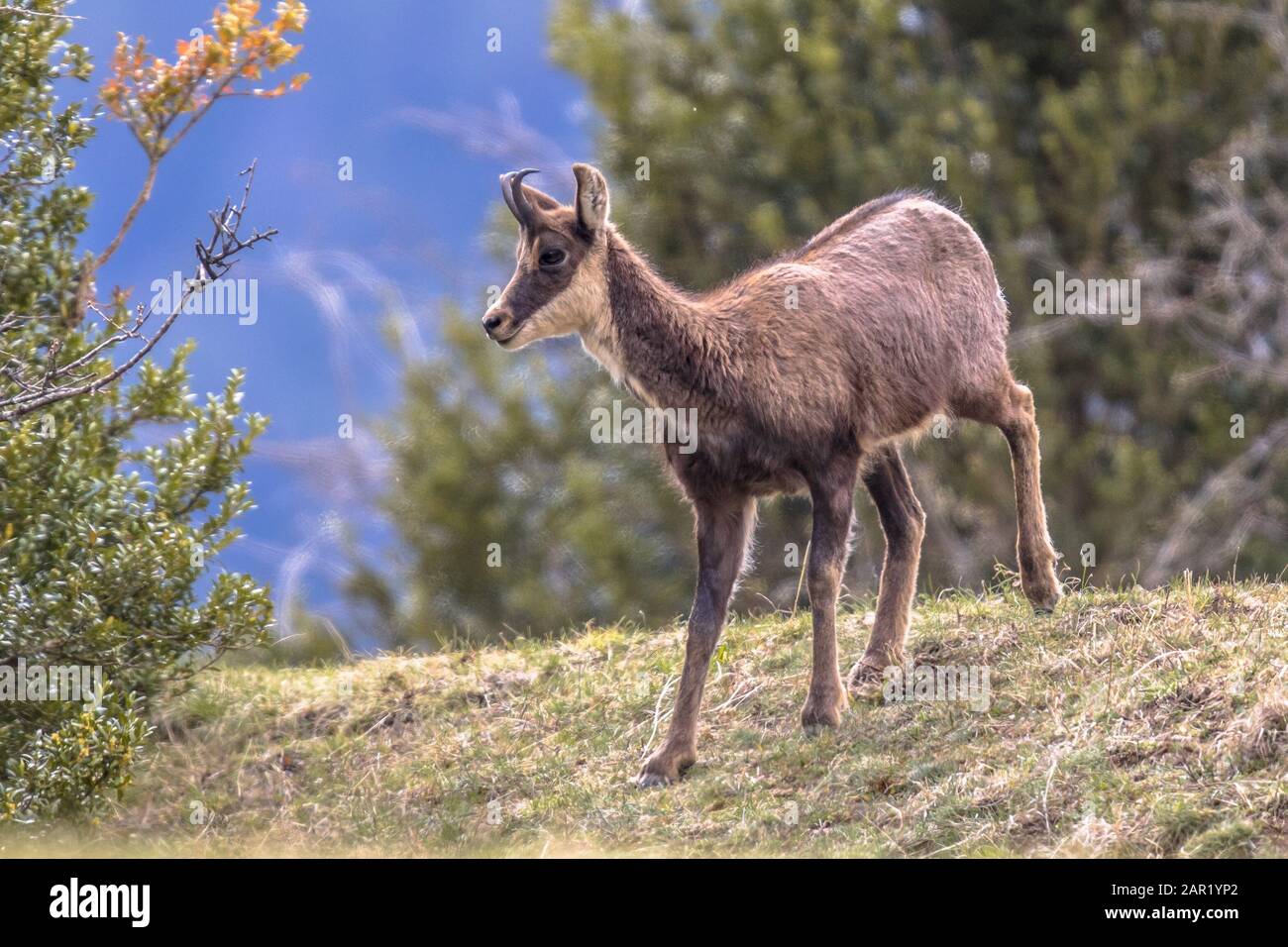 Chamois baby hi-res stock photography and images - Alamy