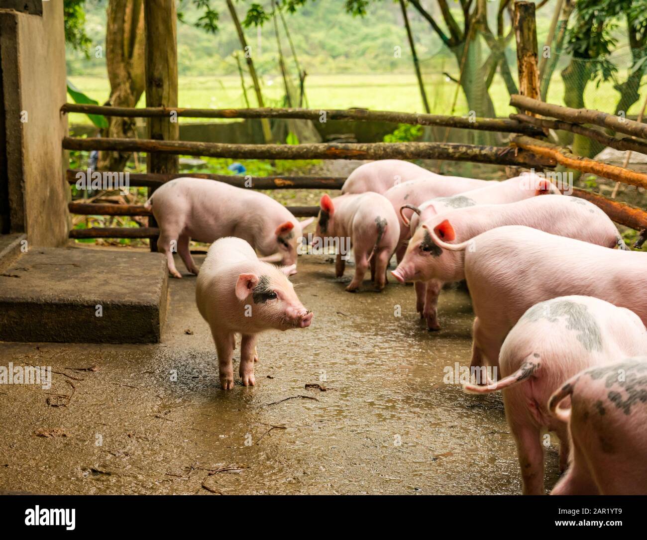 Piglets in farmyard enclosure, Viet Hai village, Cat Ba Island, Vietnam, Asia Stock Photo