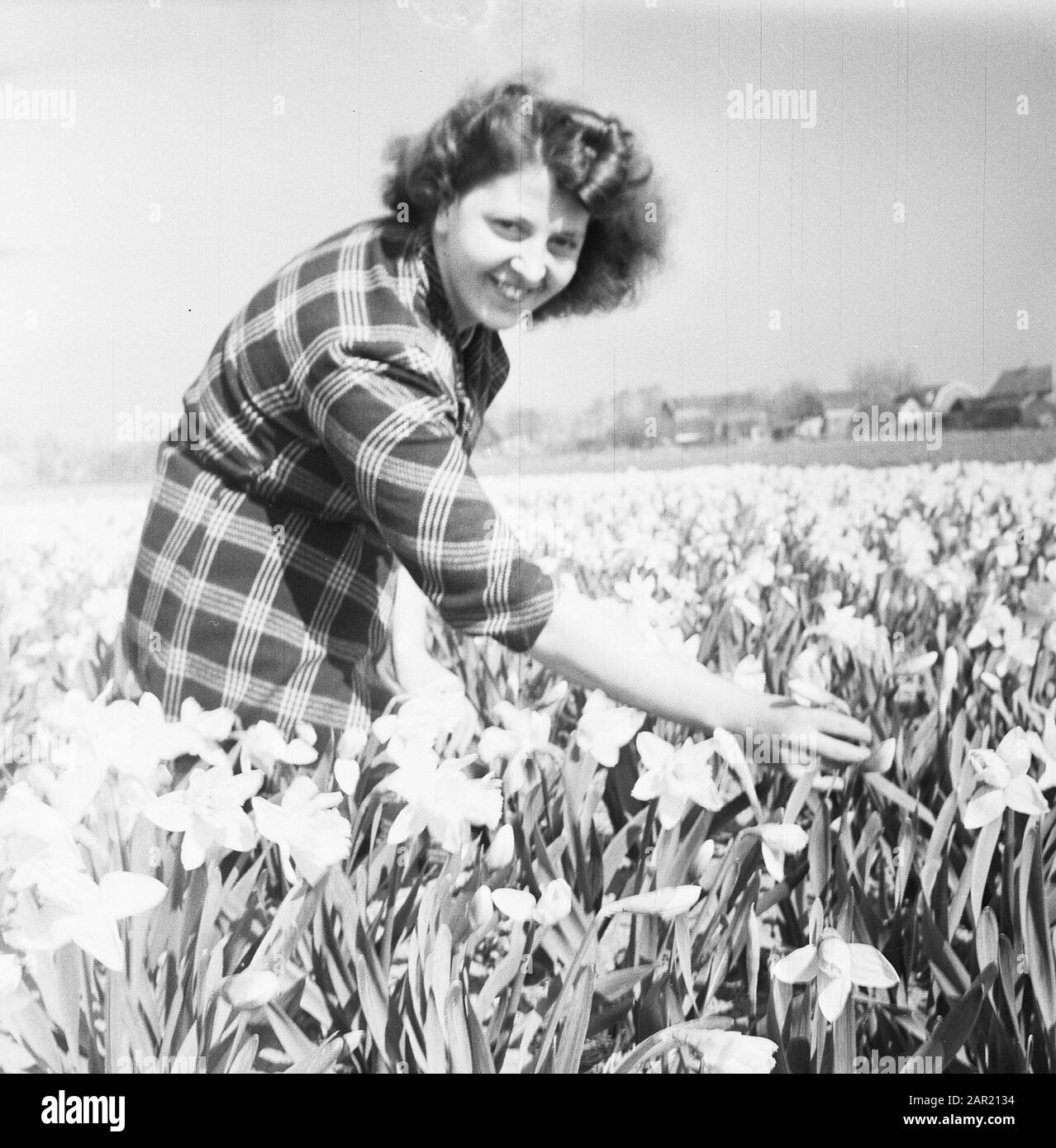 Lisse. The first daffodil field Date: March 26, 1953 Location: Lisse Keywords: flowers, fields Person name: Daffodils Stock Photo