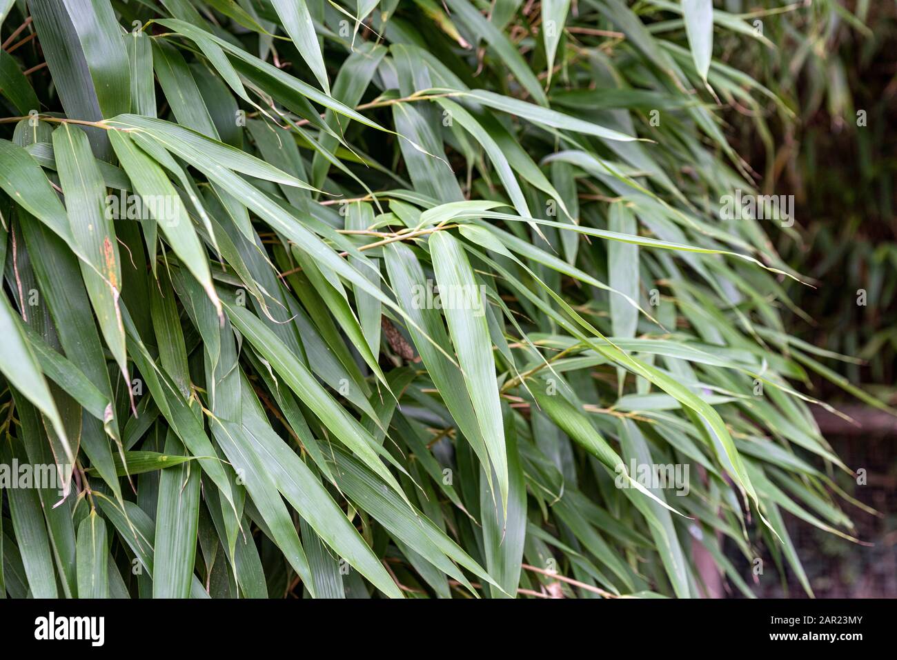 green leaves bamboo leaves close up Stock Photo