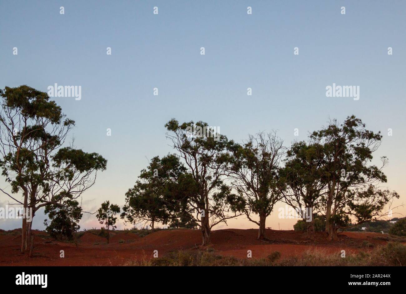 Eucalyptus landscape in Gran Canaria, Spain - Stock Image
