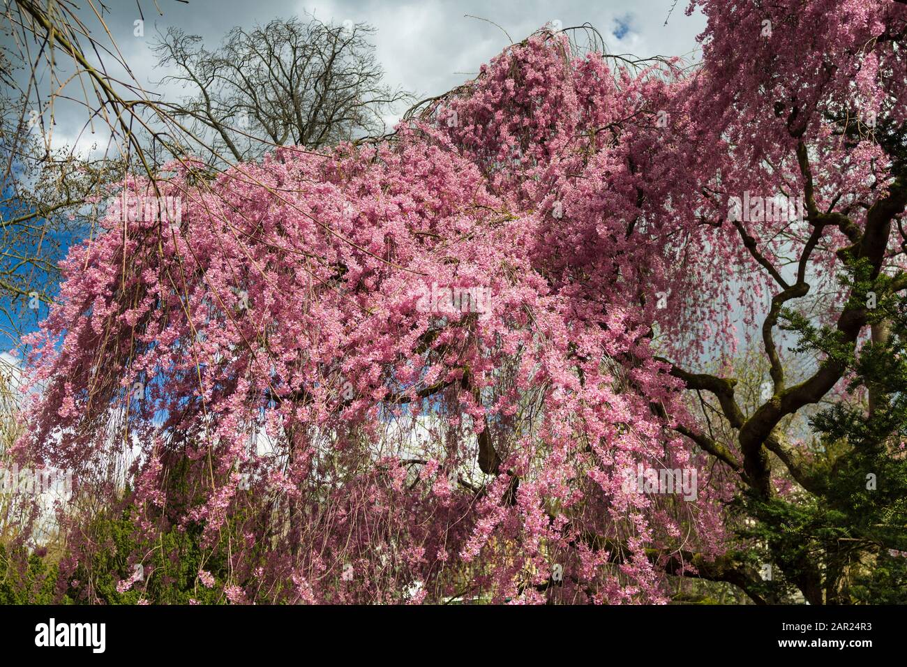 Detail of a Higan cherry tree in full blossom in spring, Frankfurt, Germany Stock Photo