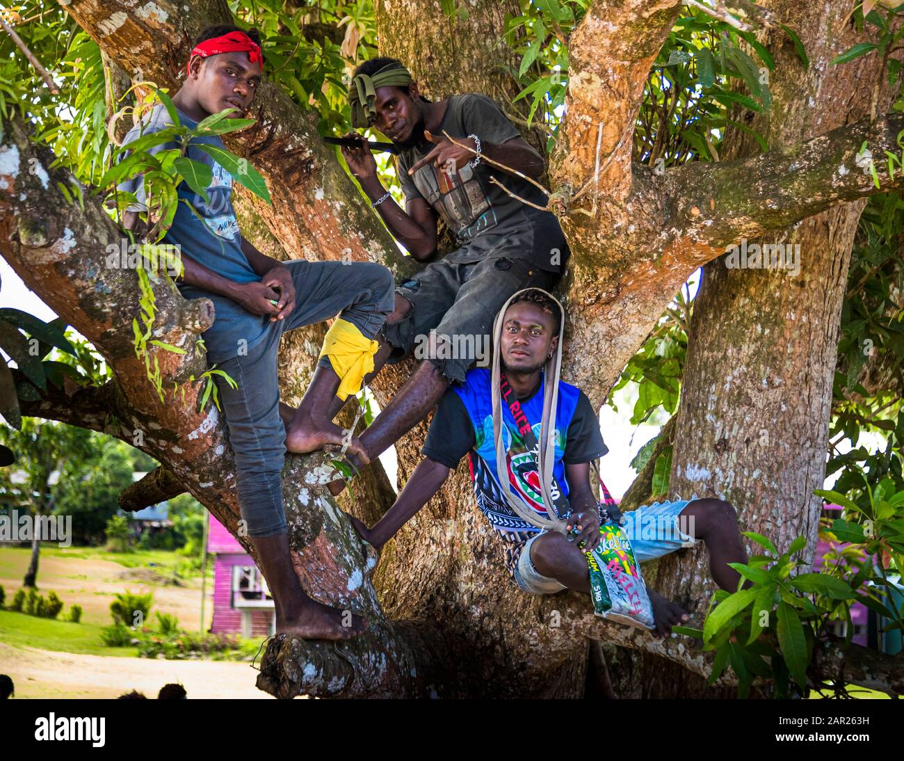 Young men from Bougainville hang out in a treetop Stock Photo