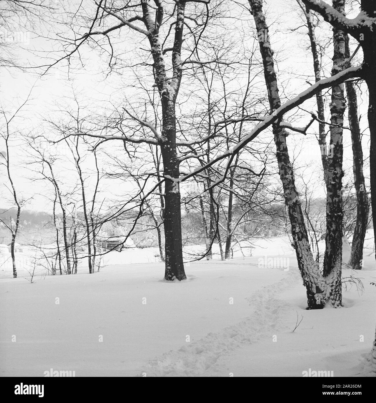 Park Zijpendaal in the winter Date: February 1958 Location: Arnhem Keywords: landscapes, natural beauty, parks, snow, winter, wild lands Stock Photo