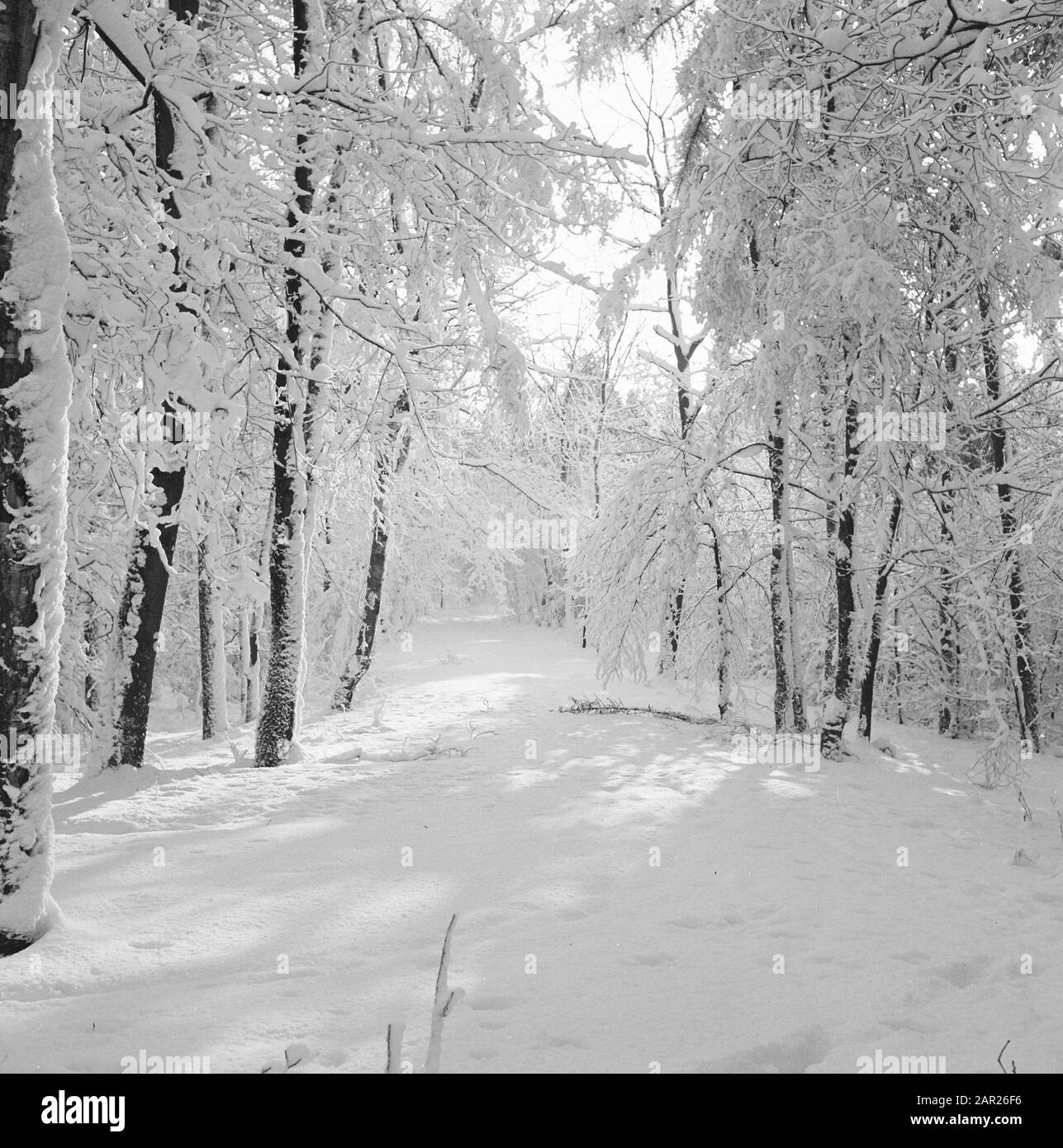 Park Zijpendaal in the winter Date: February 1958 Location: Arnhem Keywords: landscapes, natural beauty, parks, snow, winter, wild lands Stock Photo
