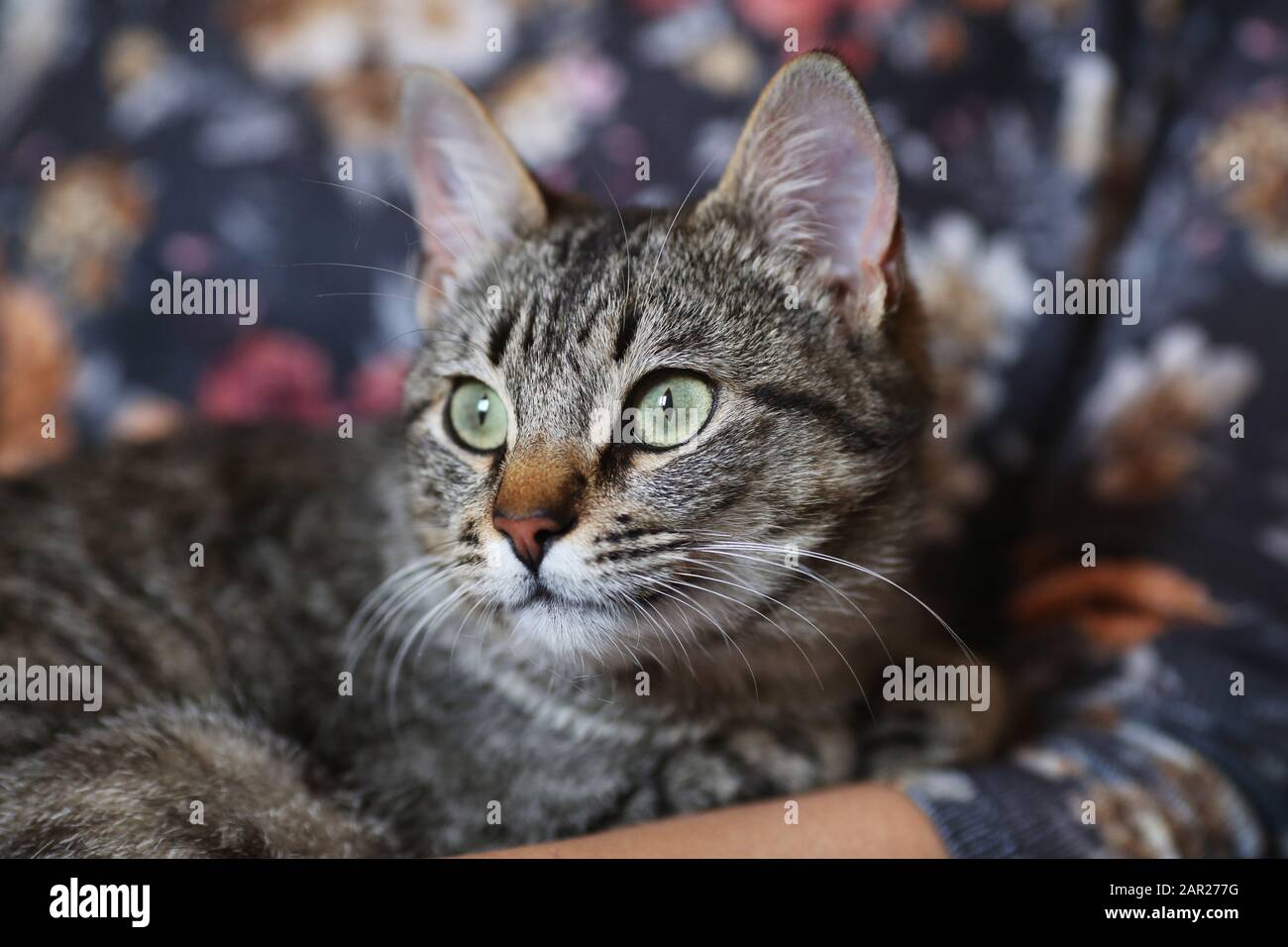 Portrait of a common european cat Stock Photo