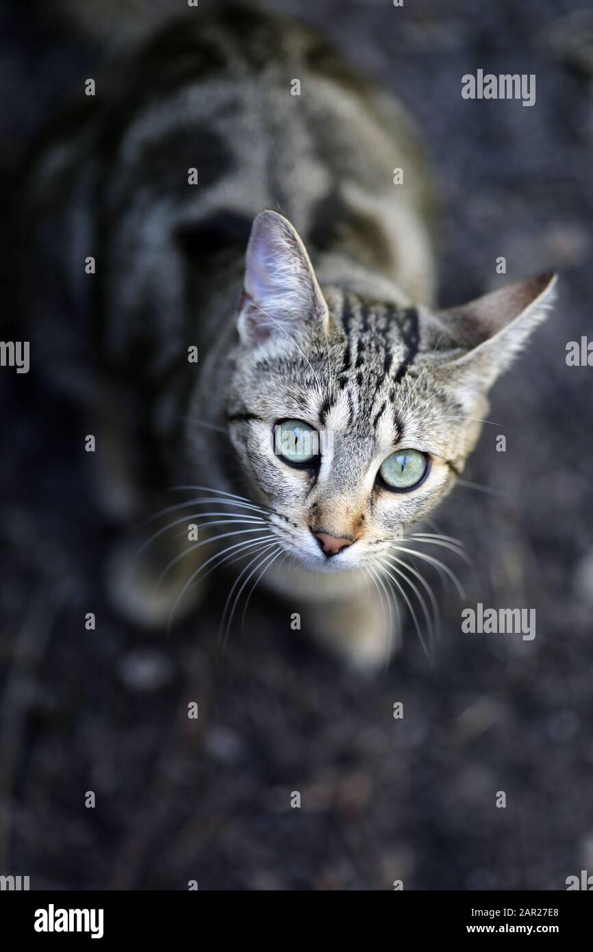 Portrait of a domestic cat outdoors Stock Photo