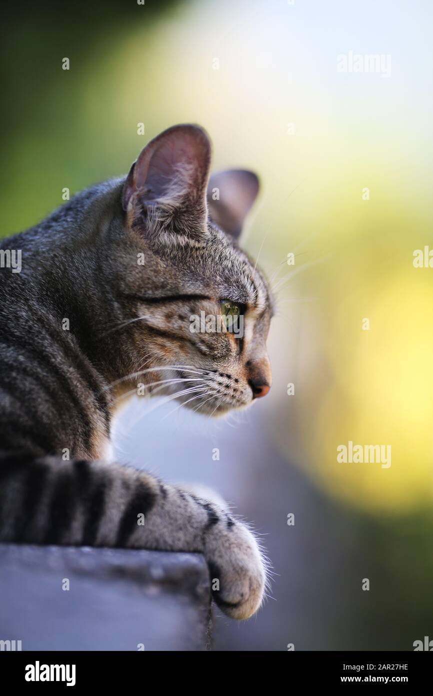 Portrait of a domestic cat outdoors Stock Photo