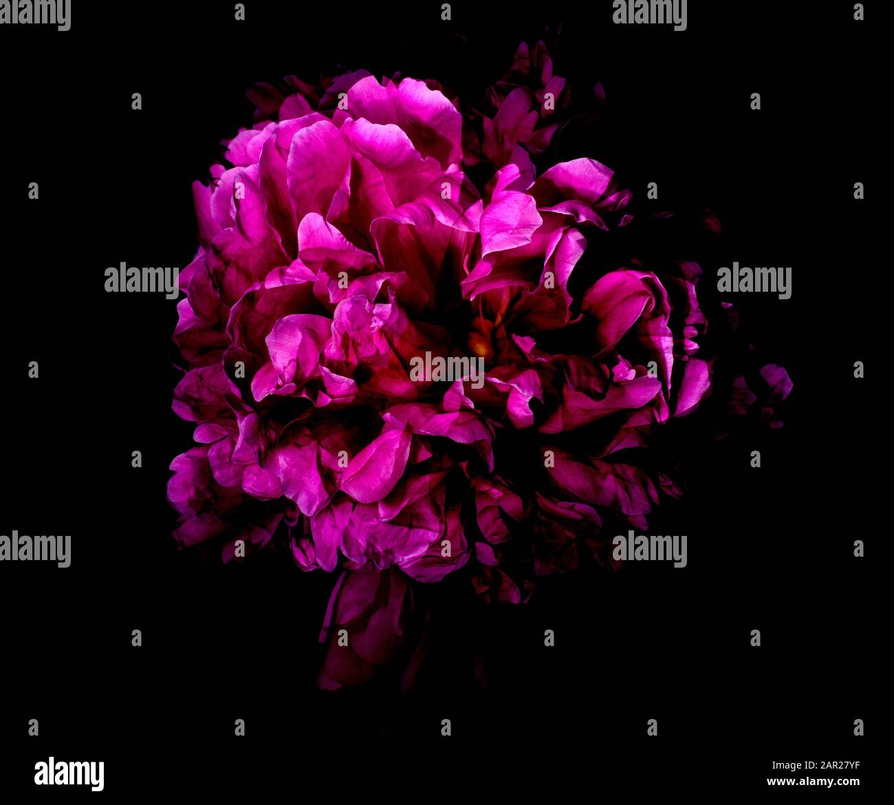 Big bright peony against black backdrop. Art toned photo ofspring flower. Stock Photo