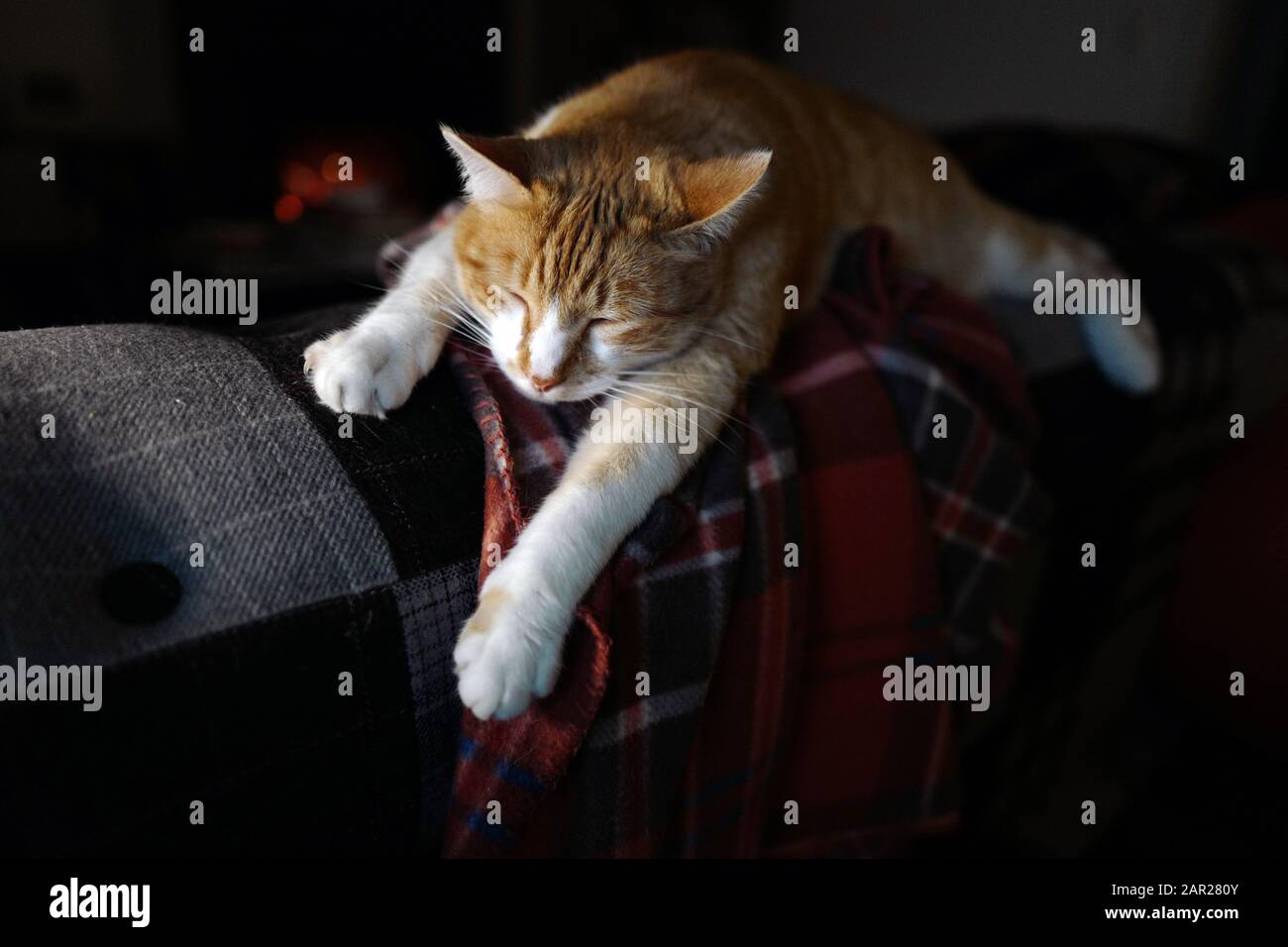 A tabby sleeping on the couch by the fireplace Stock Photo