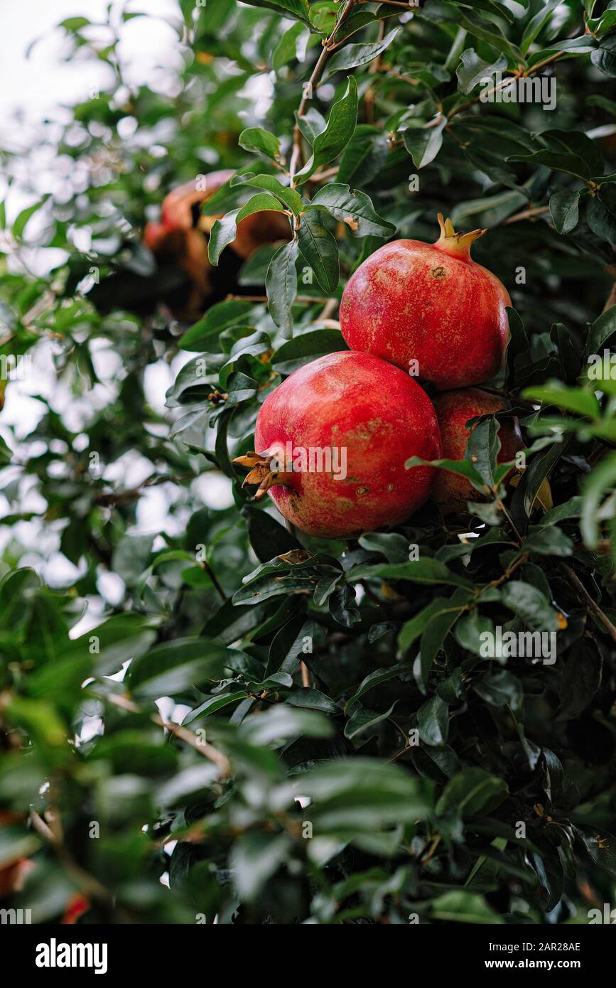 Red ripe pomegranate fruit on tree branch in the garden  orchard ready for harvest Stock Photo